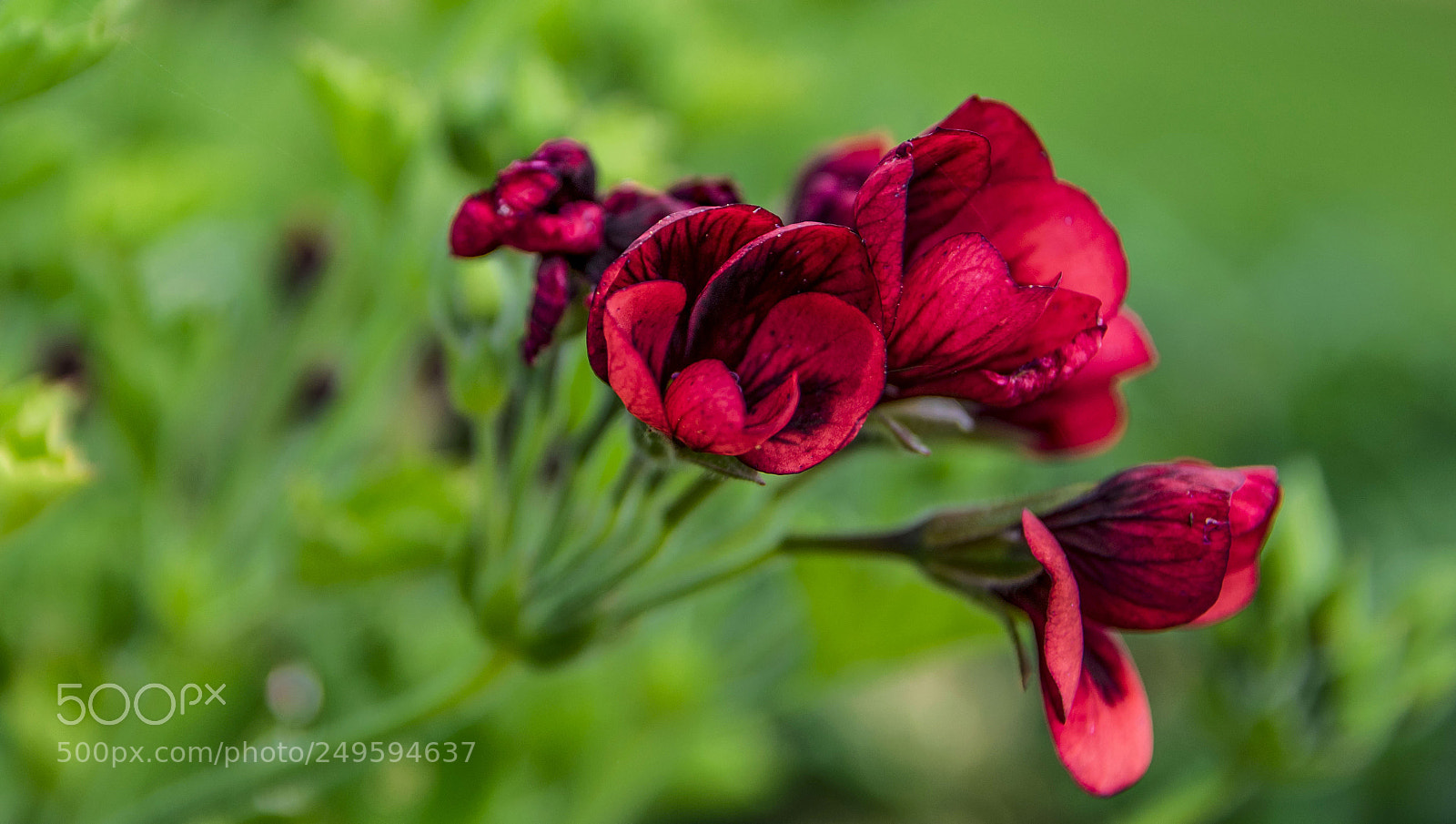 Nikon D3300 sample photo. Beauty in red... photography