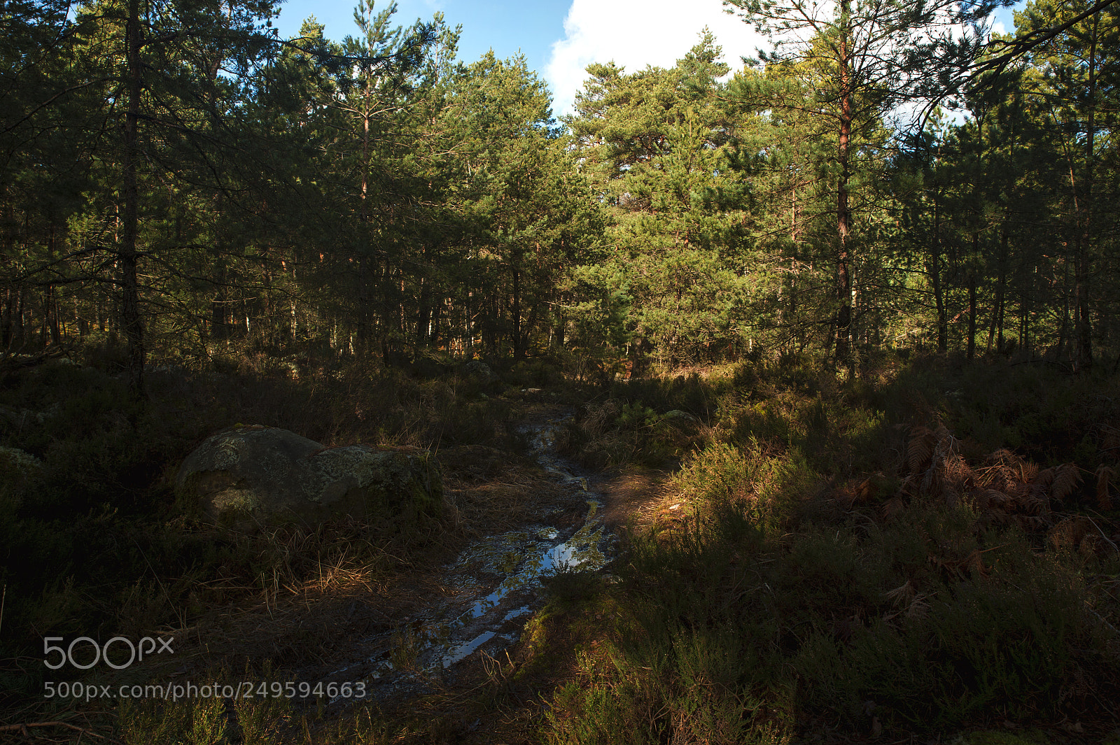 Nikon Df sample photo. Fontainebleau - xv photography