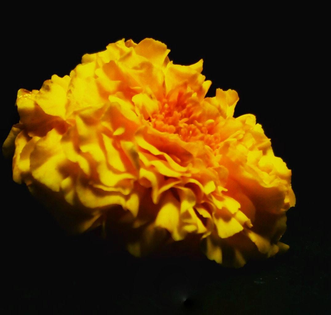 Lenovo P70-A sample photo. Flower photography