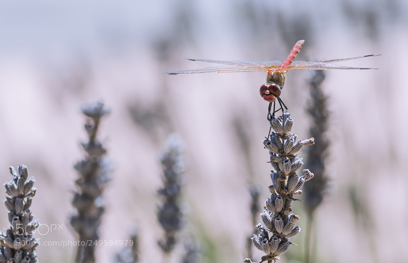 Nikon D7100 sample photo. Dragonfly photography