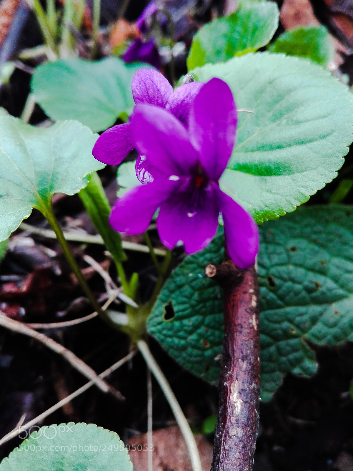HUAWEI P8 Lite sample photo. Happy time photography