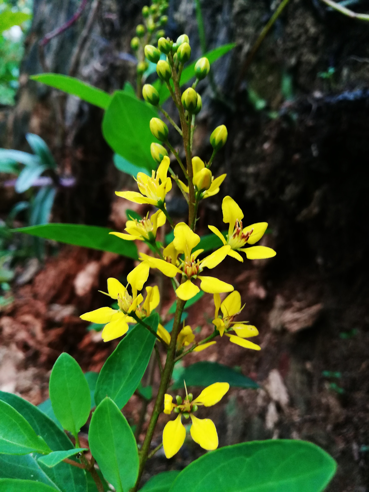 HUAWEI GR5 2017 sample photo. Beautiful yellow flowers photography