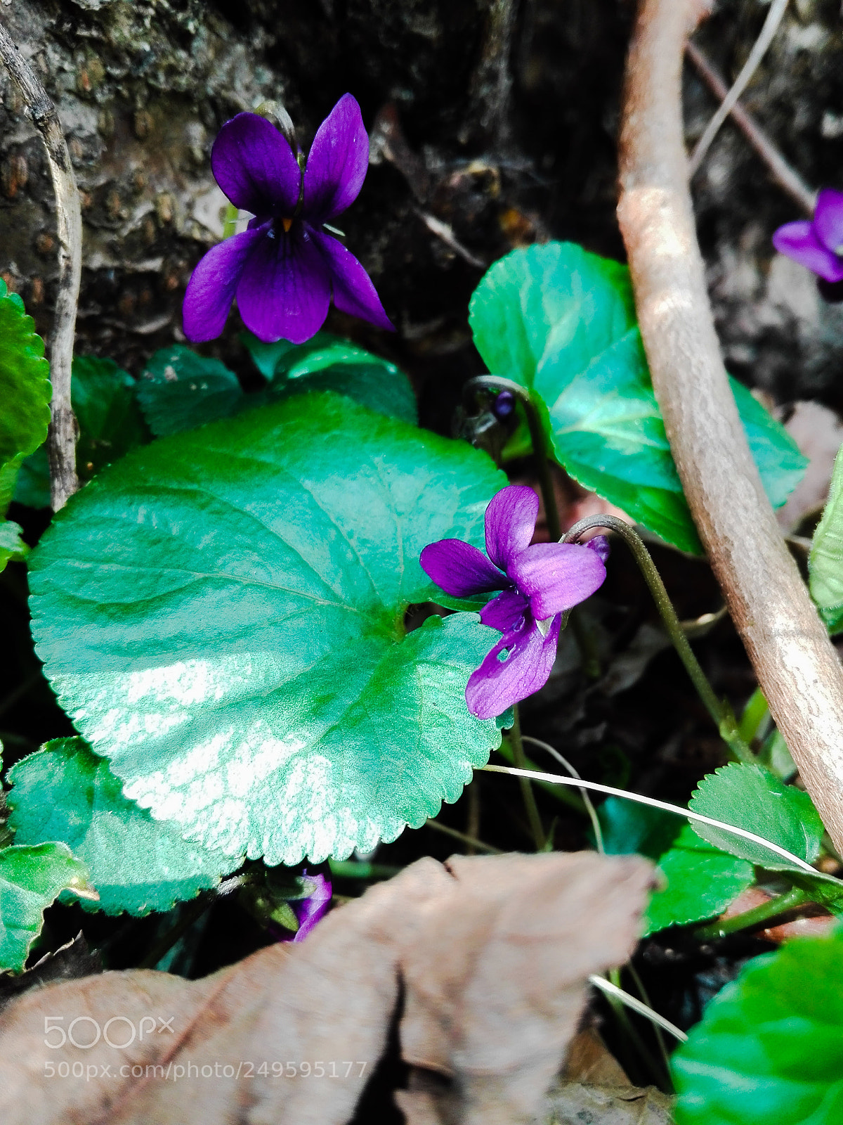 HUAWEI P8 Lite sample photo. Beautiful time photography