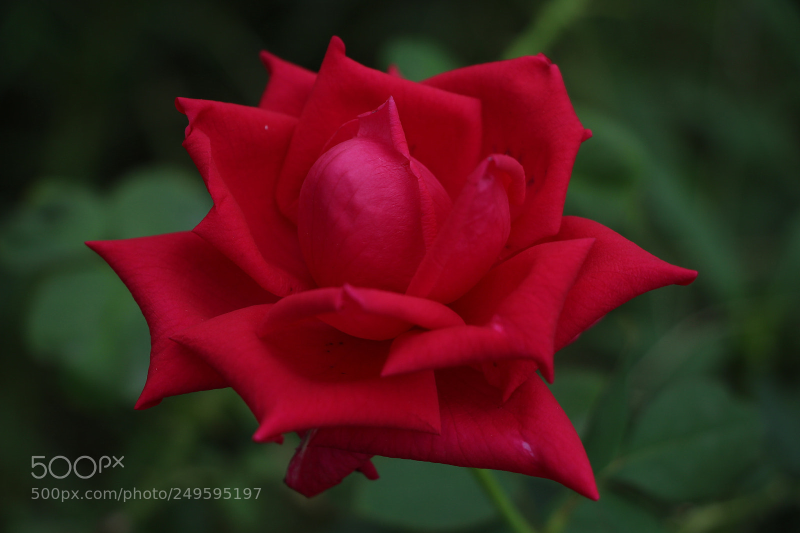 Canon EOS 700D (EOS Rebel T5i / EOS Kiss X7i) sample photo. Red rose photography