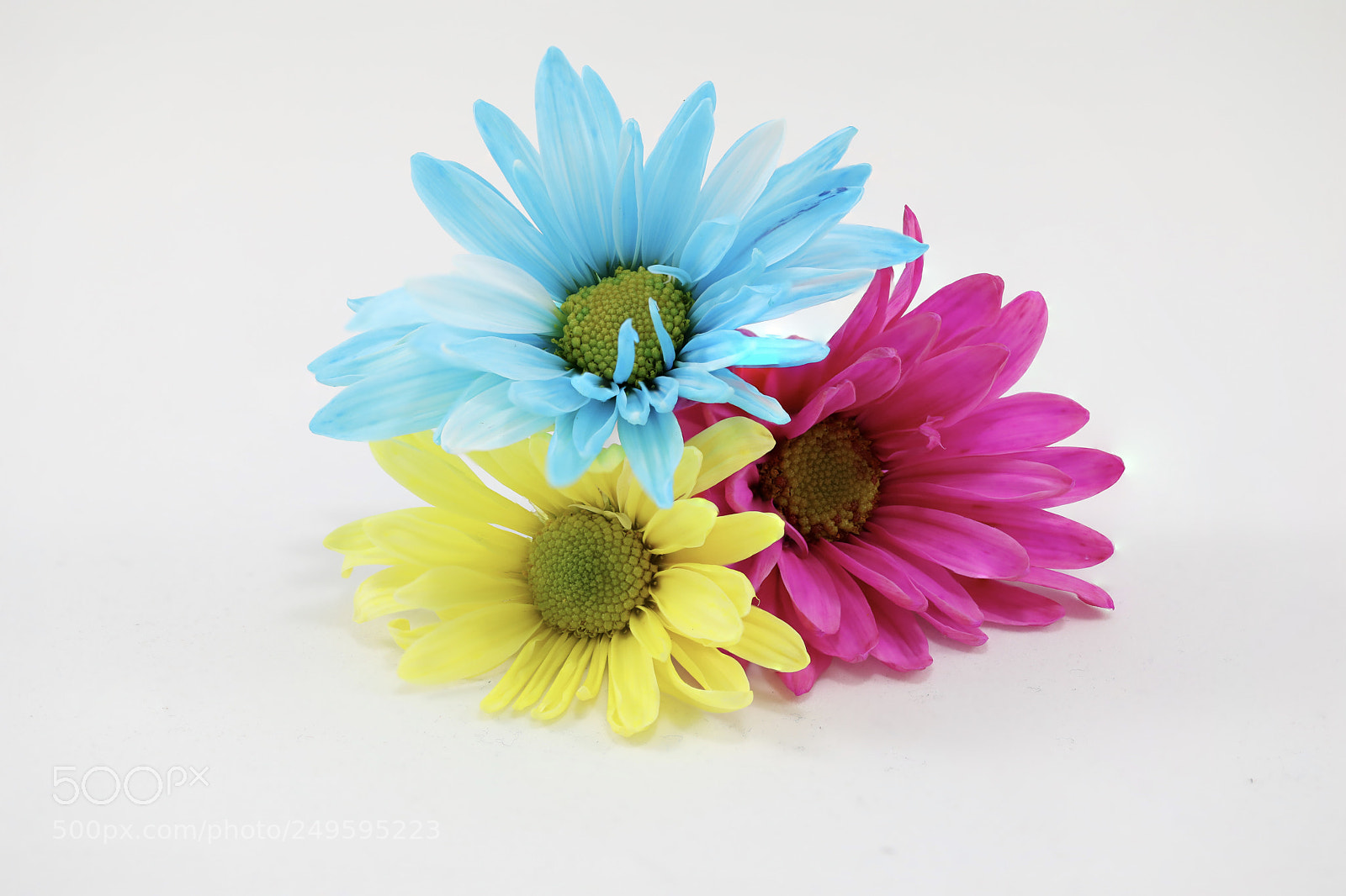 Canon EOS 5D Mark IV sample photo. Easter daisies photography