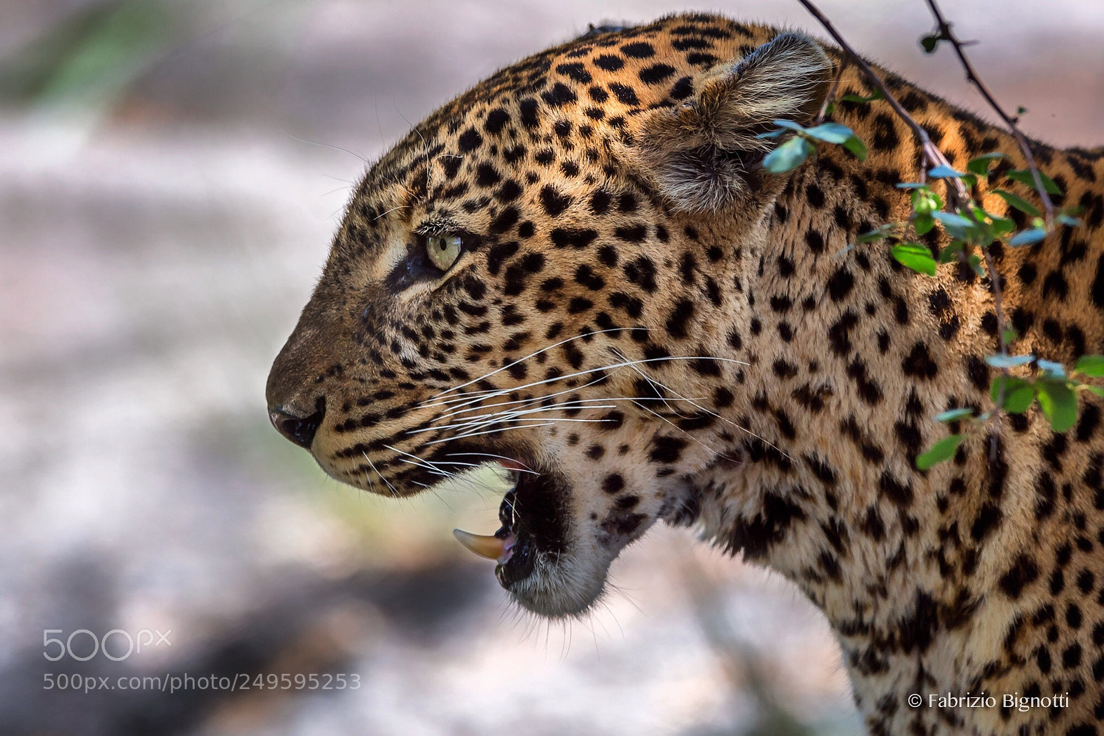 Nikon D5 sample photo. Profile of a leopardess. photography