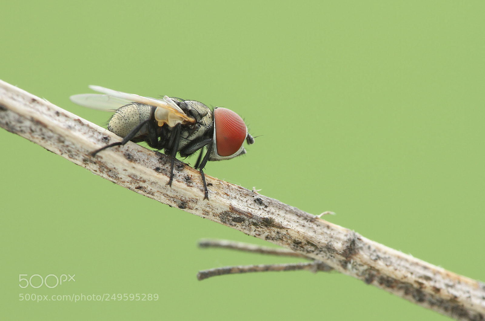 Canon EOS 7D sample photo. Fly photography