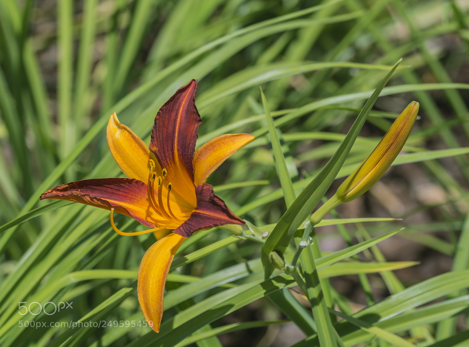 Nikon D7100 sample photo. Flower photography