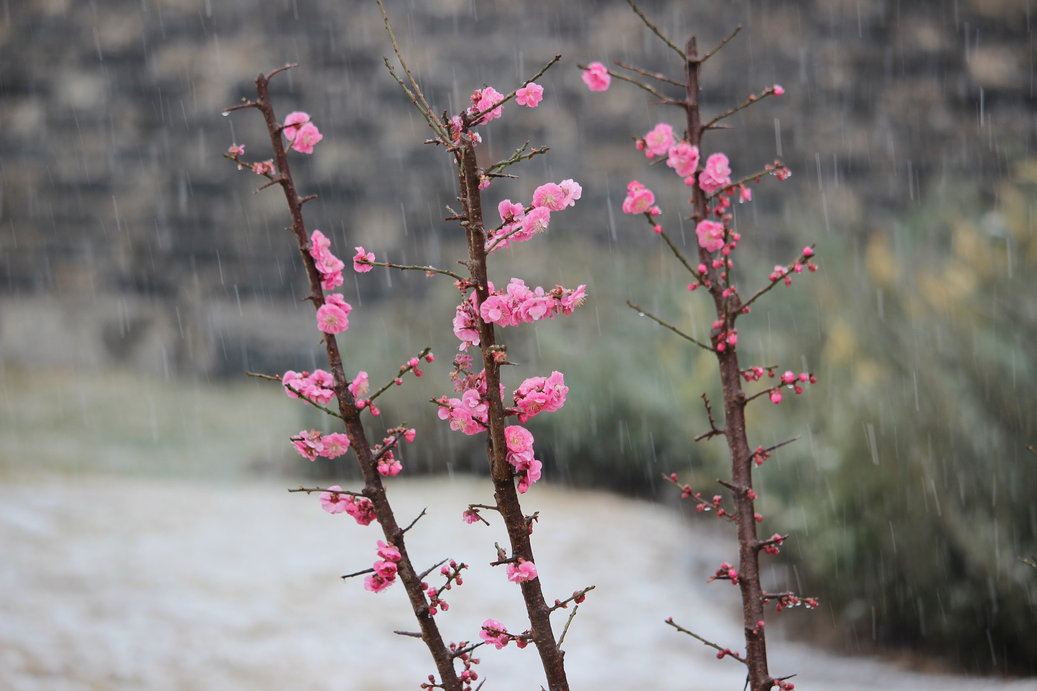 Canon EF-S 55-250mm F4-5.6 IS STM sample photo