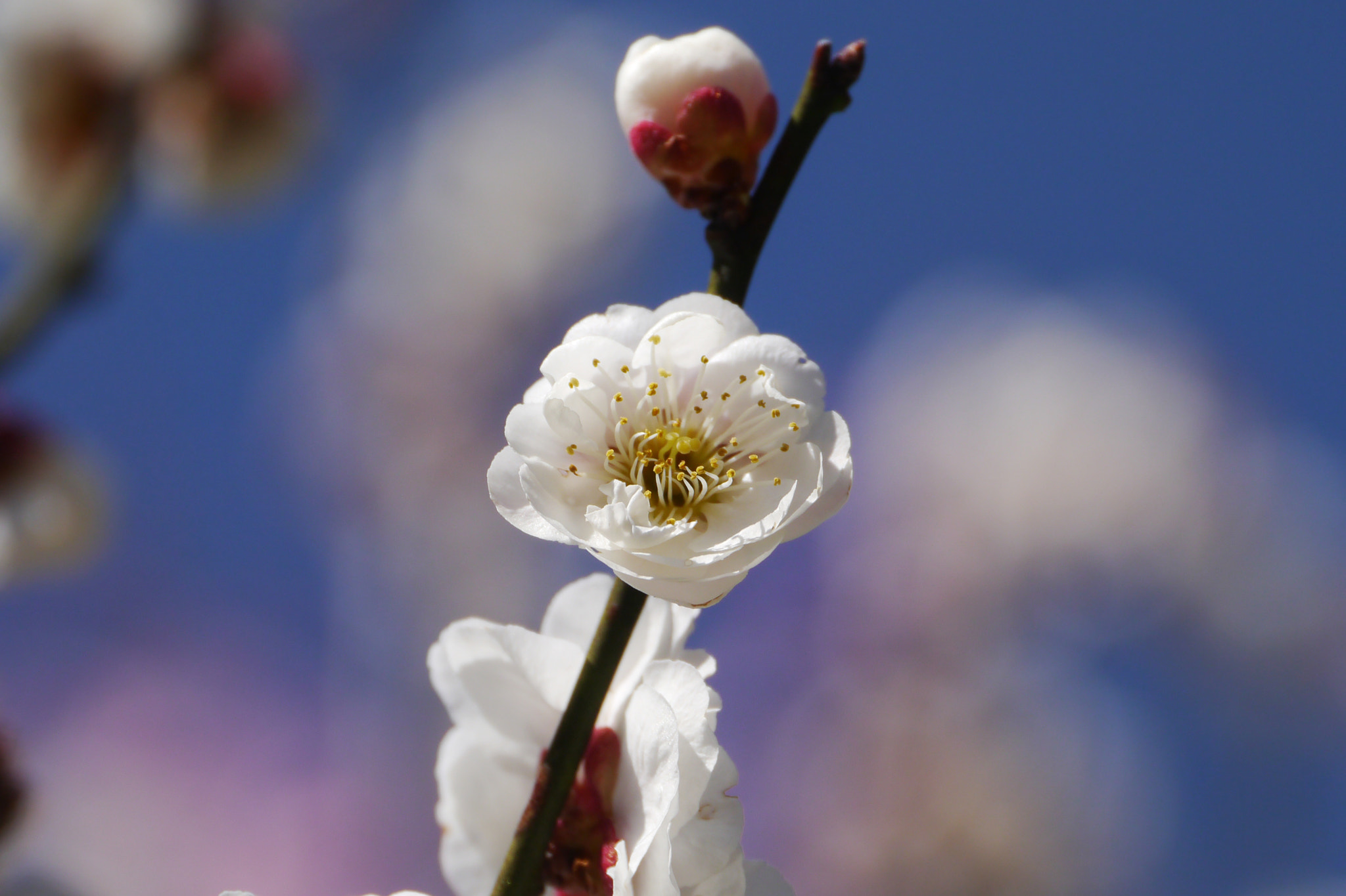 Panasonic Lumix DMC-GX1 sample photo. Spring in kyoto photography