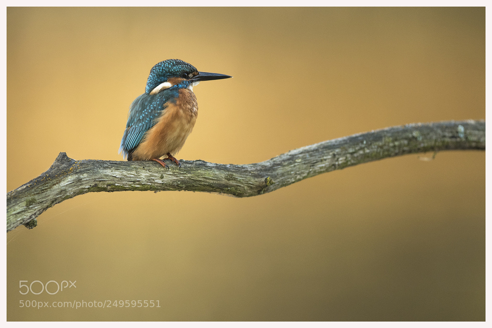 Nikon D500 sample photo. Kingfisher on the lookout photography