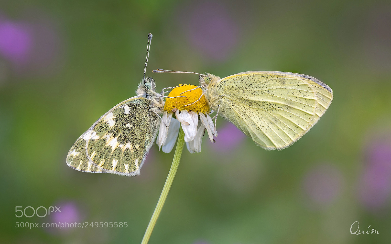 Nikon D7100 sample photo. Pontia & pieris photography