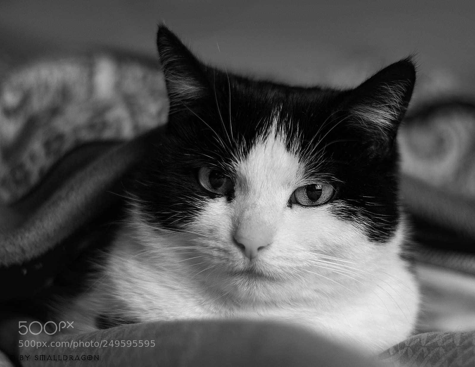 Nikon D5000 sample photo. Abby in bed photography