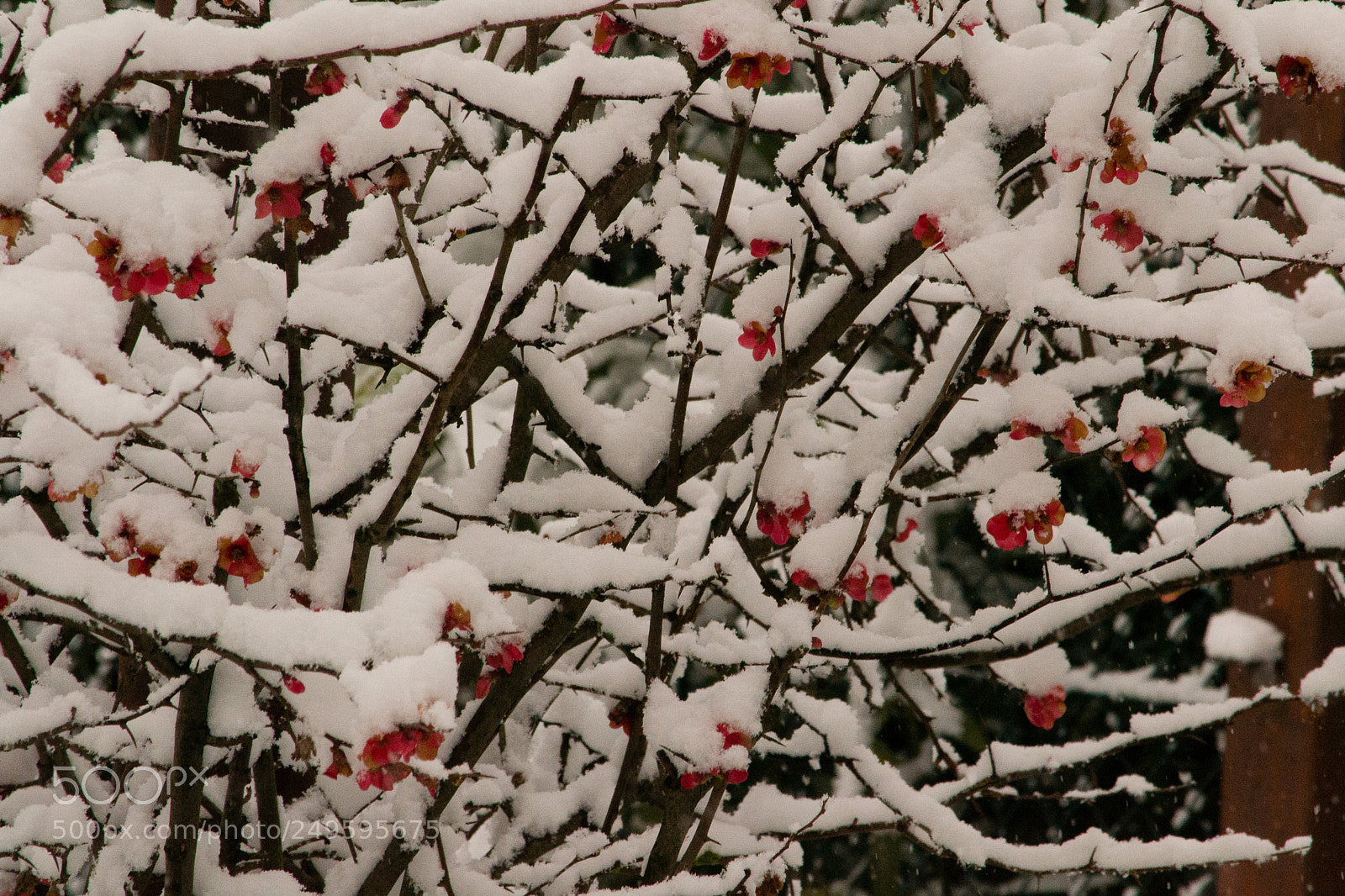 Nikon D3100 sample photo. Snow photography