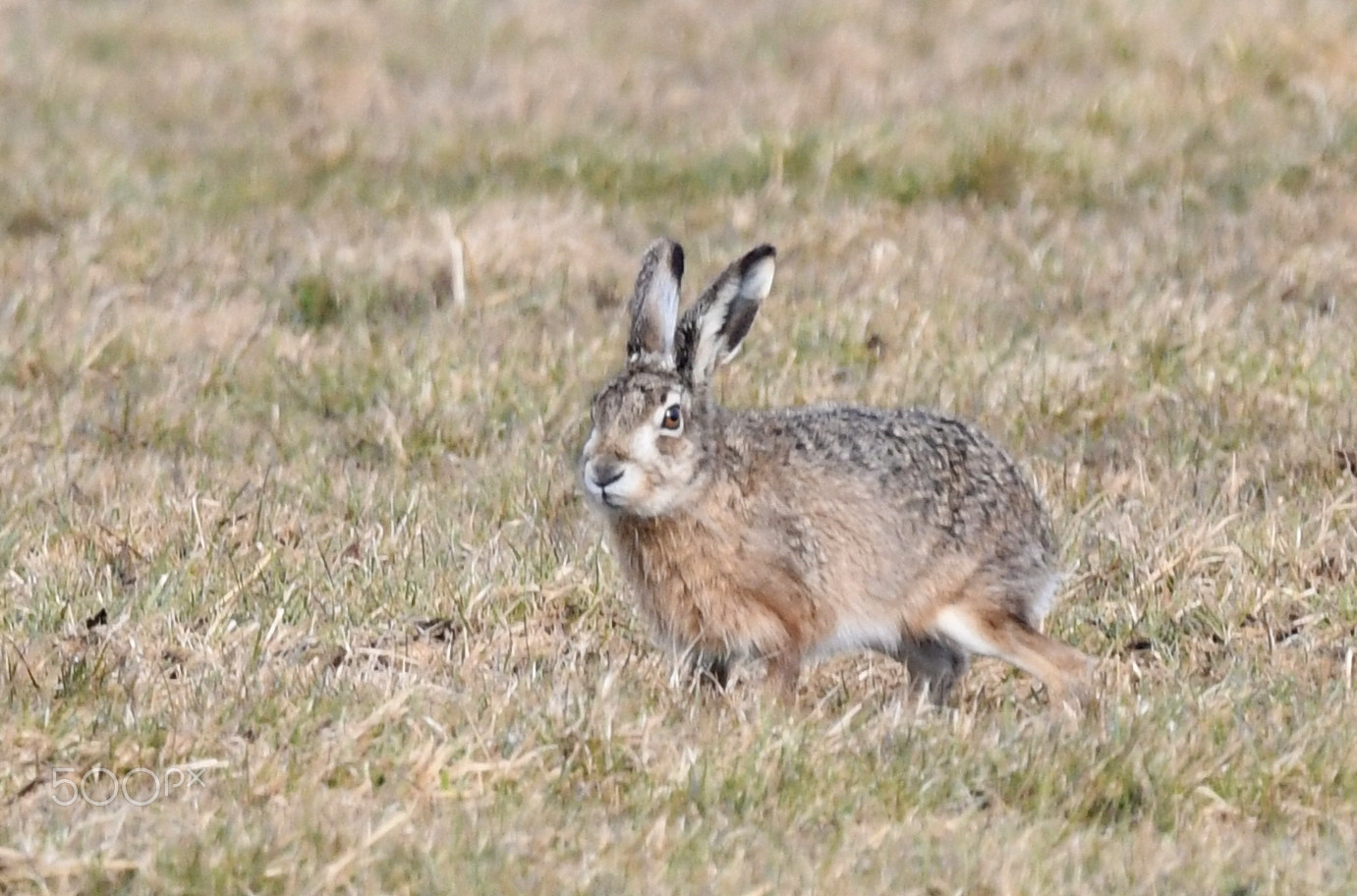 Nikon D500 + Sigma 150-600mm F5-6.3 DG OS HSM | S sample photo. Hare / haas (lepus europaeus) photography