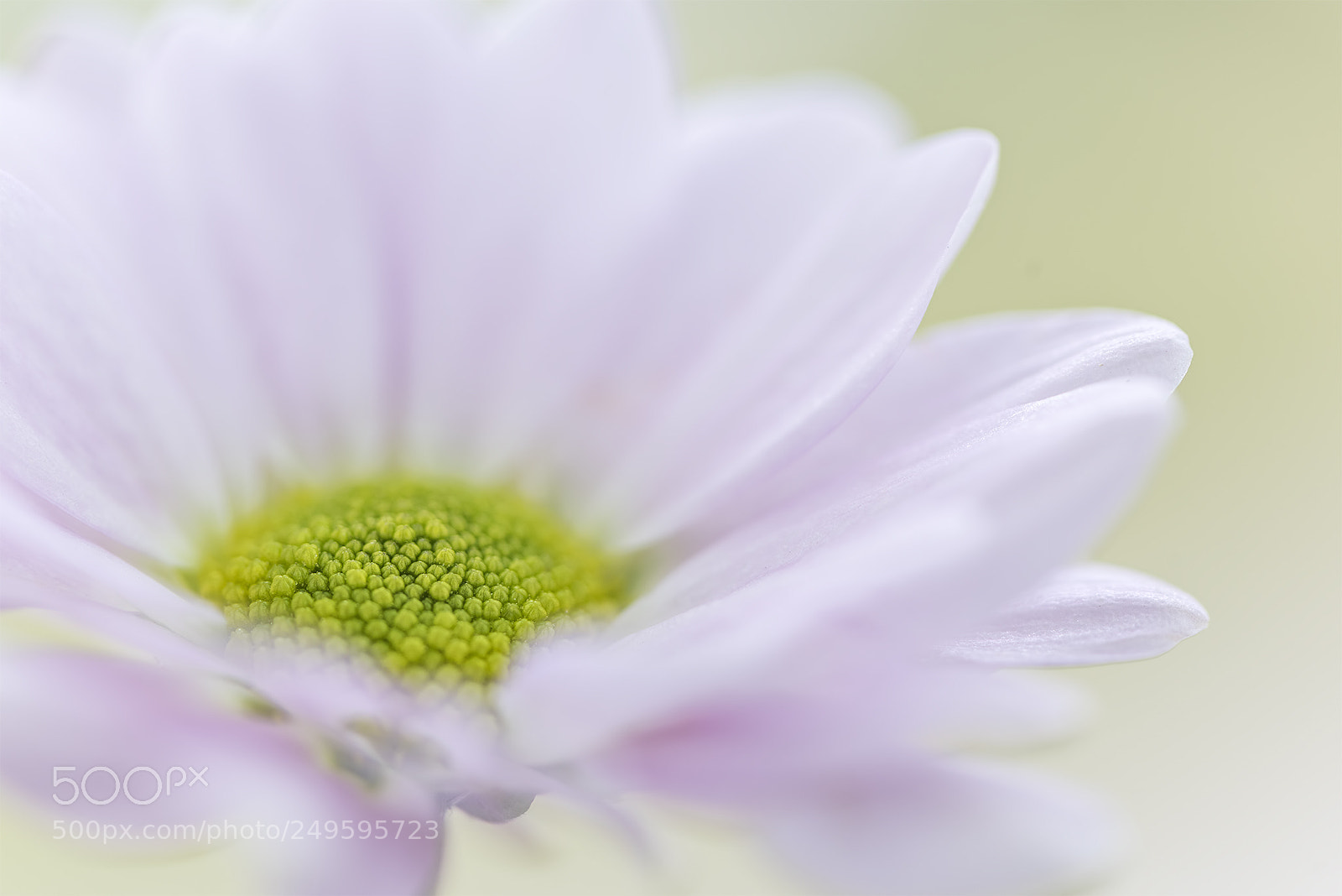 Nikon D810 sample photo. I am plain but photography