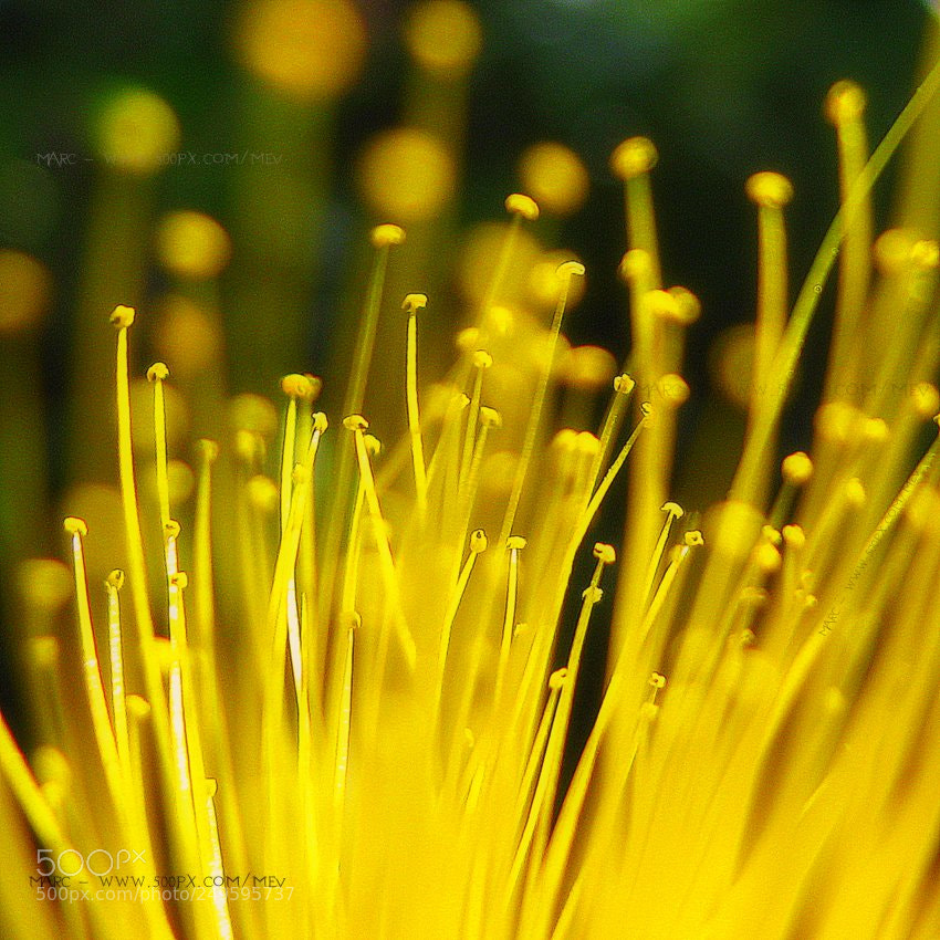 Canon POWERSHOT S5 IS sample photo. Yellow world photography