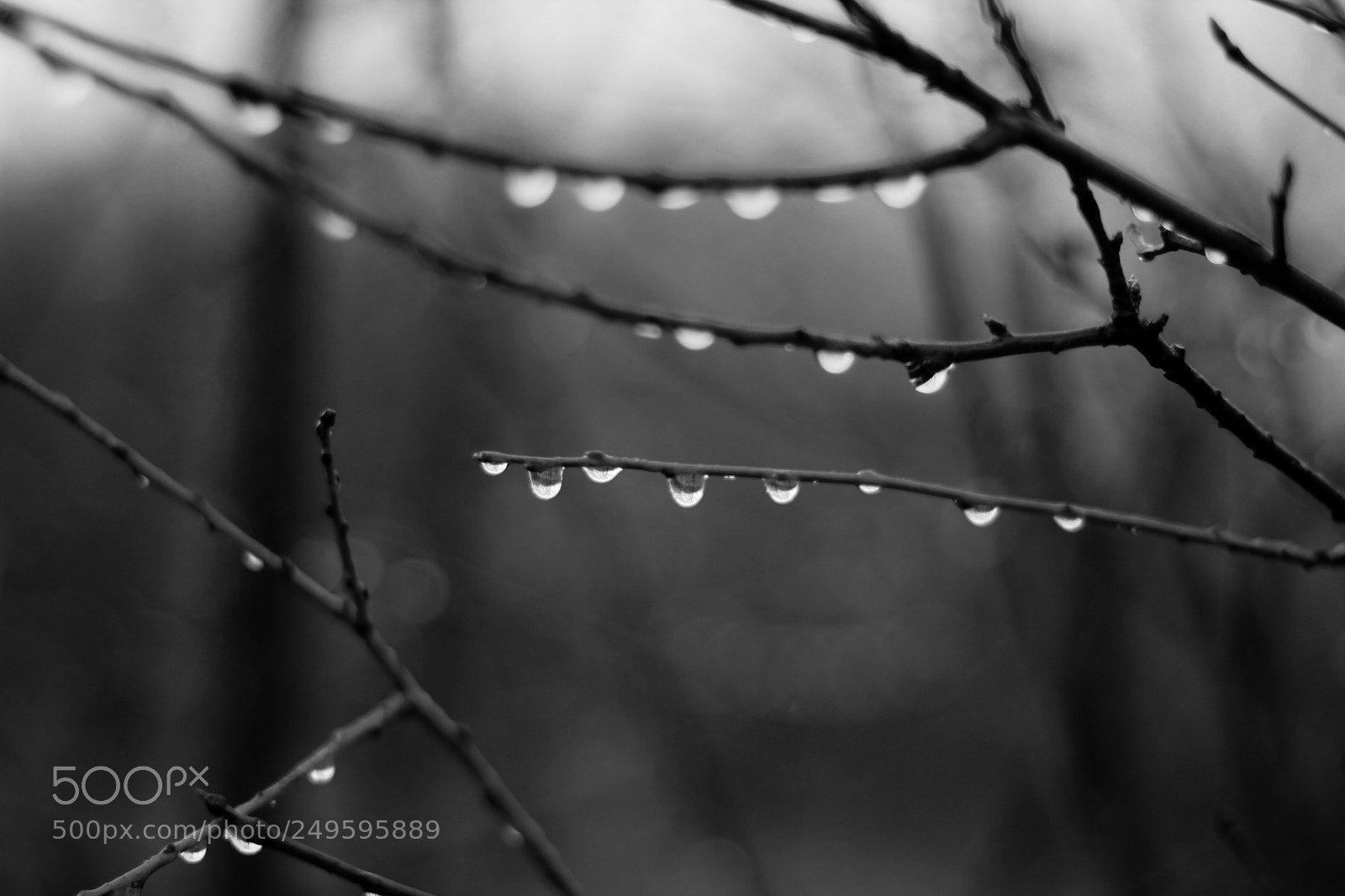 Canon EOS 60D sample photo. Fragile. photography