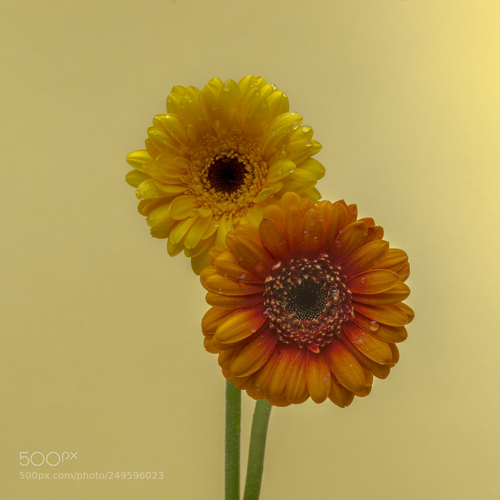 Sony SLT-A58 sample photo. Gerbera photography
