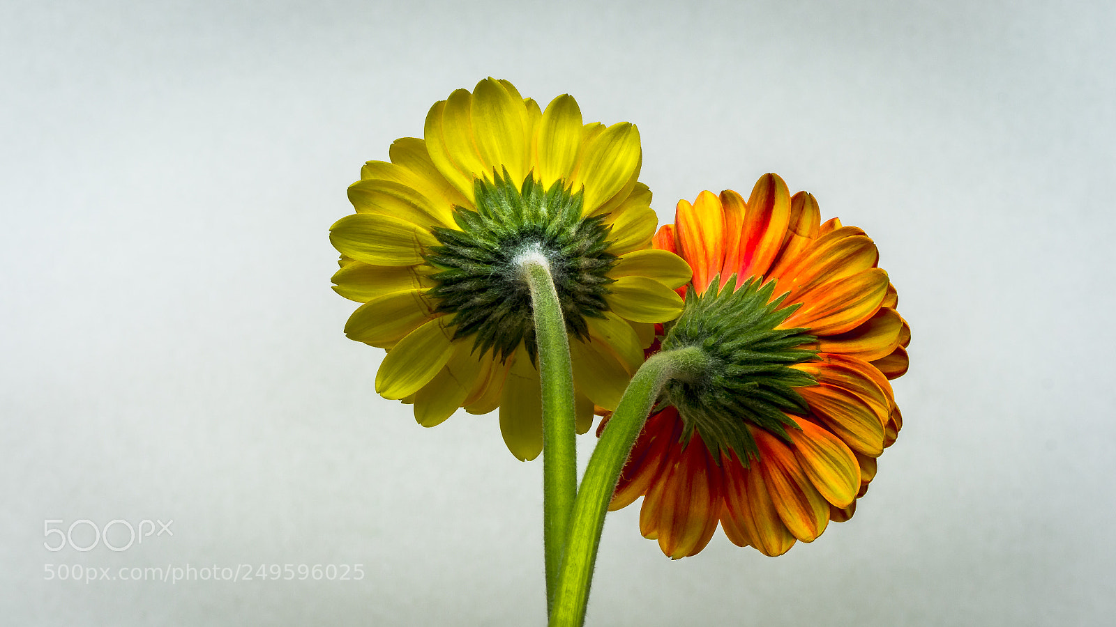 Sony SLT-A58 sample photo. Gerbera photography