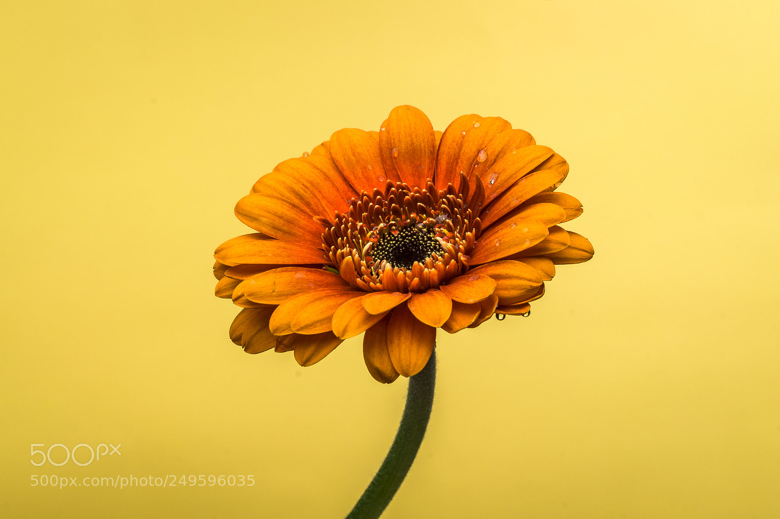 Sony SLT-A58 sample photo. Gerbera photography