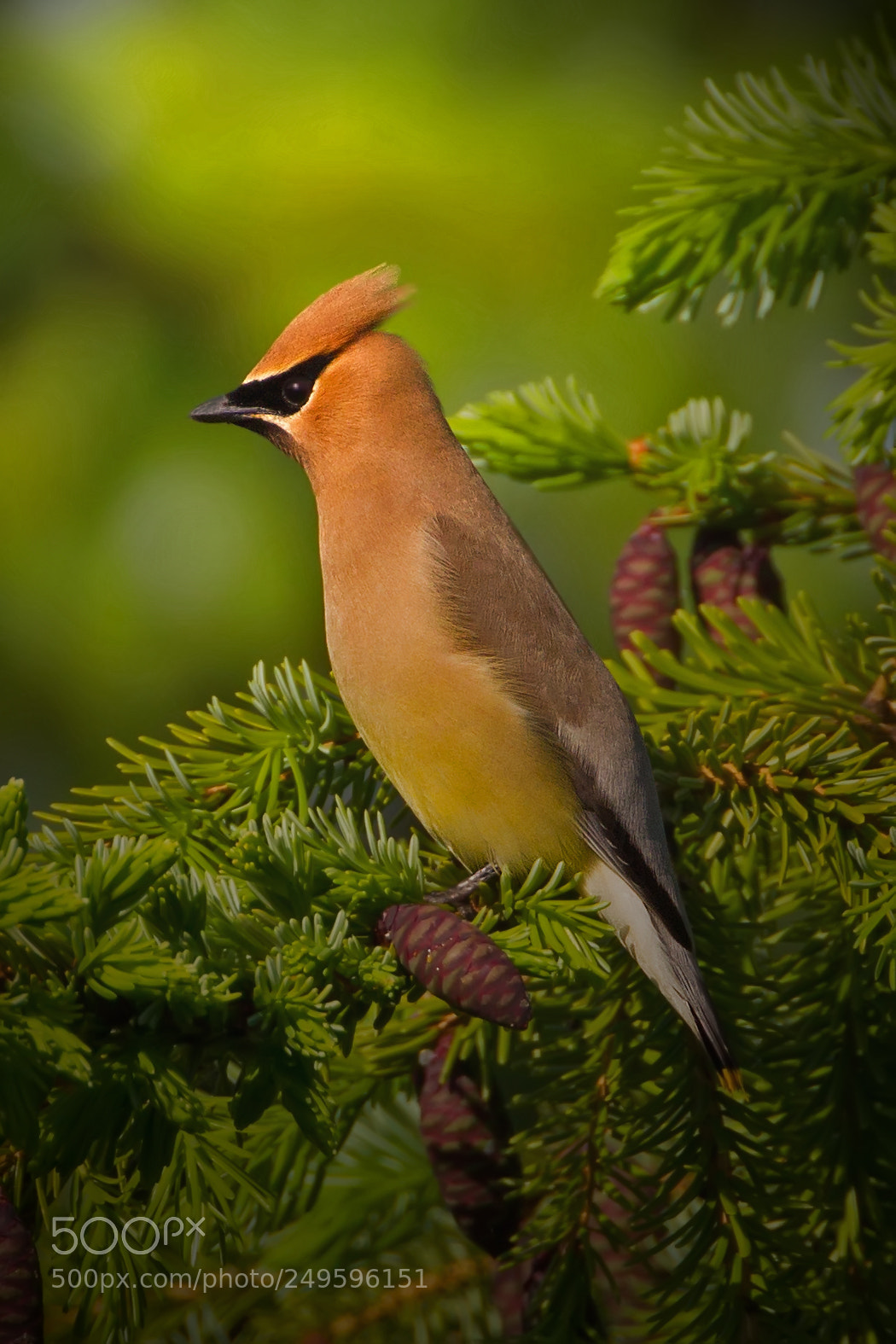 Canon EOS-1D Mark IV sample photo. Cedar waxwing 5651 photography