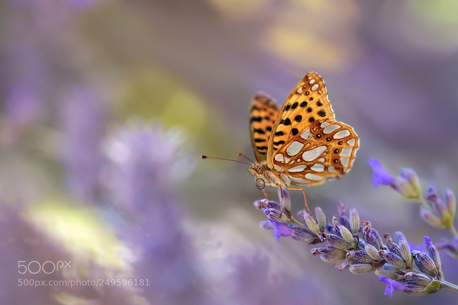 Nikon D610 sample photo. Issoria lathonia photography