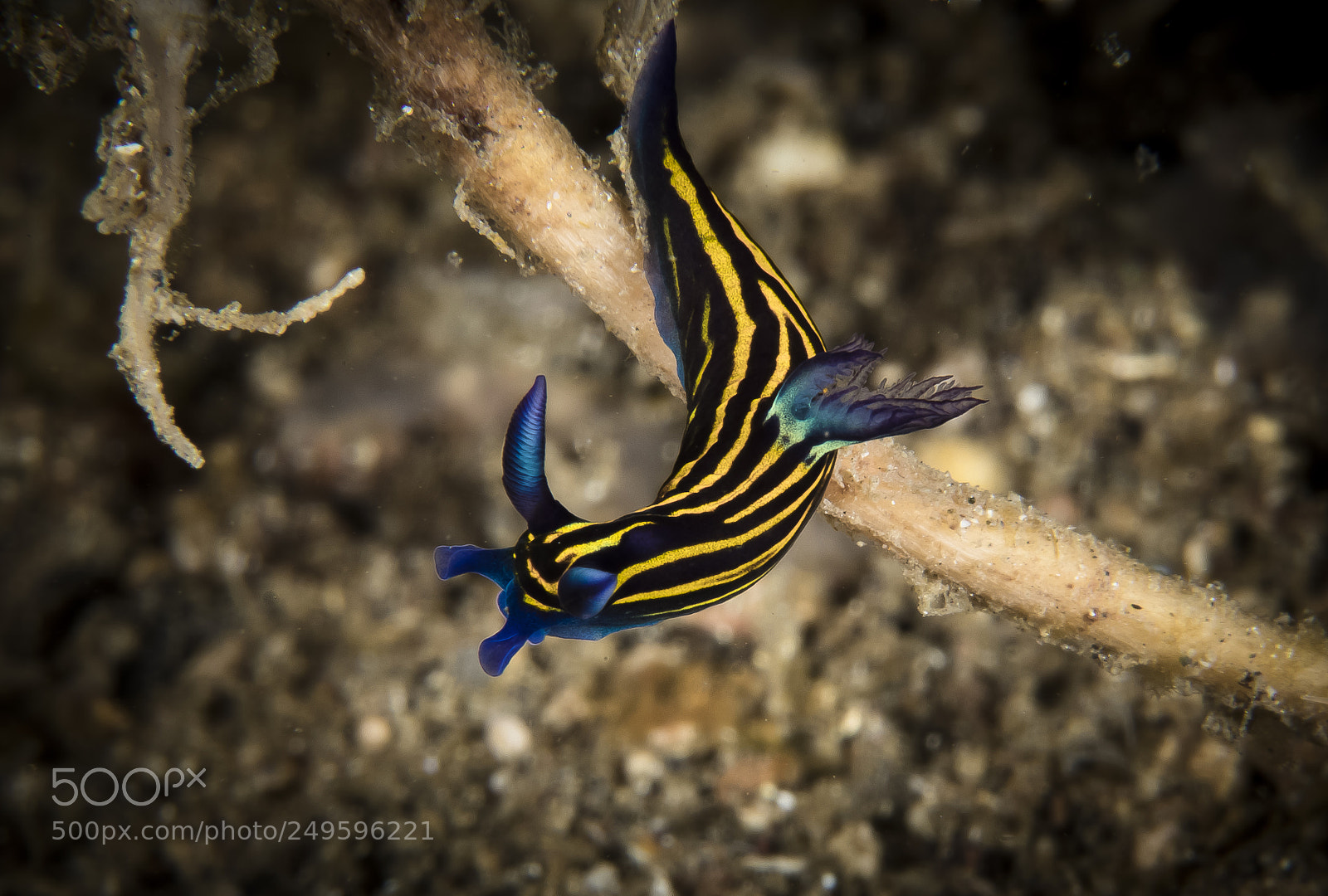 Canon EOS 5D Mark IV sample photo. Bordered roboastra nudibranch photography