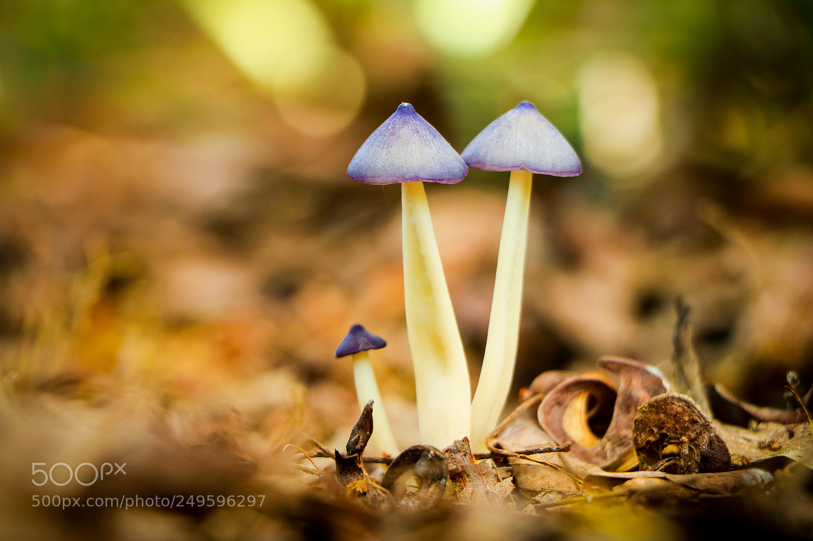 Canon EOS 750D (EOS Rebel T6i / EOS Kiss X8i) sample photo. Close up purple mushroom photography