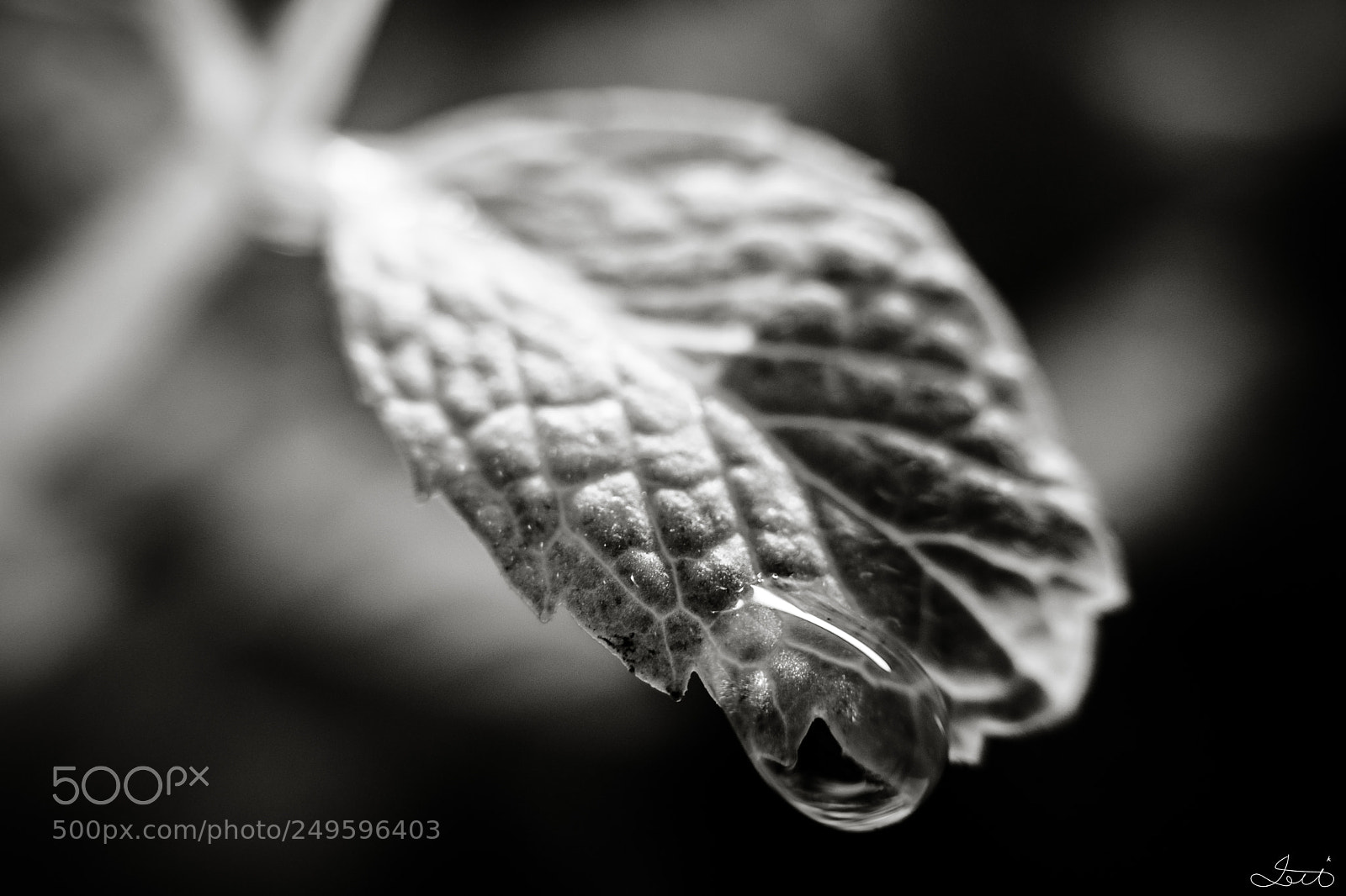Fujifilm X-T20 sample photo. Tears of leaves photography