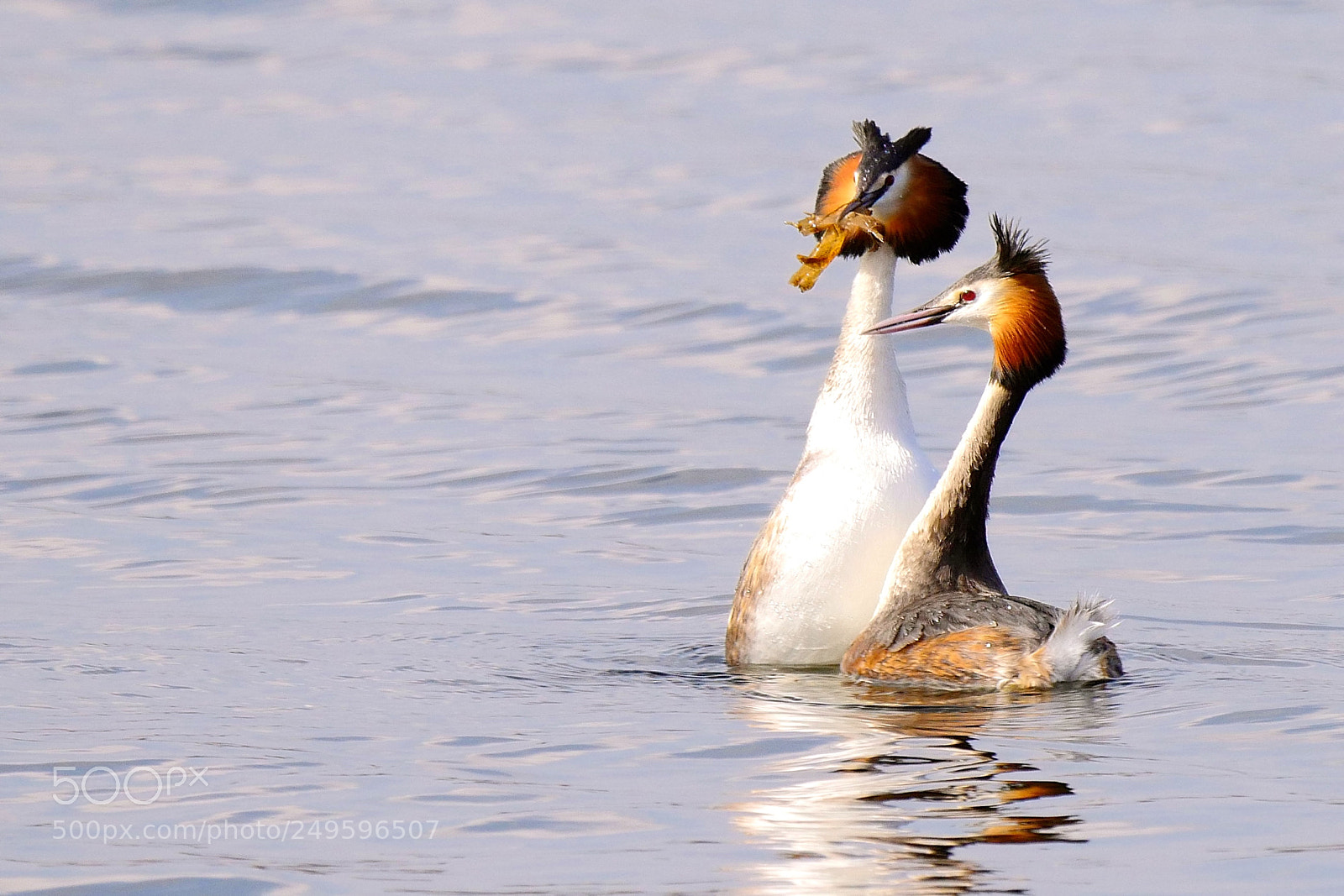 Panasonic Lumix DMC-GX8 sample photo. Courtship of the grebes photography
