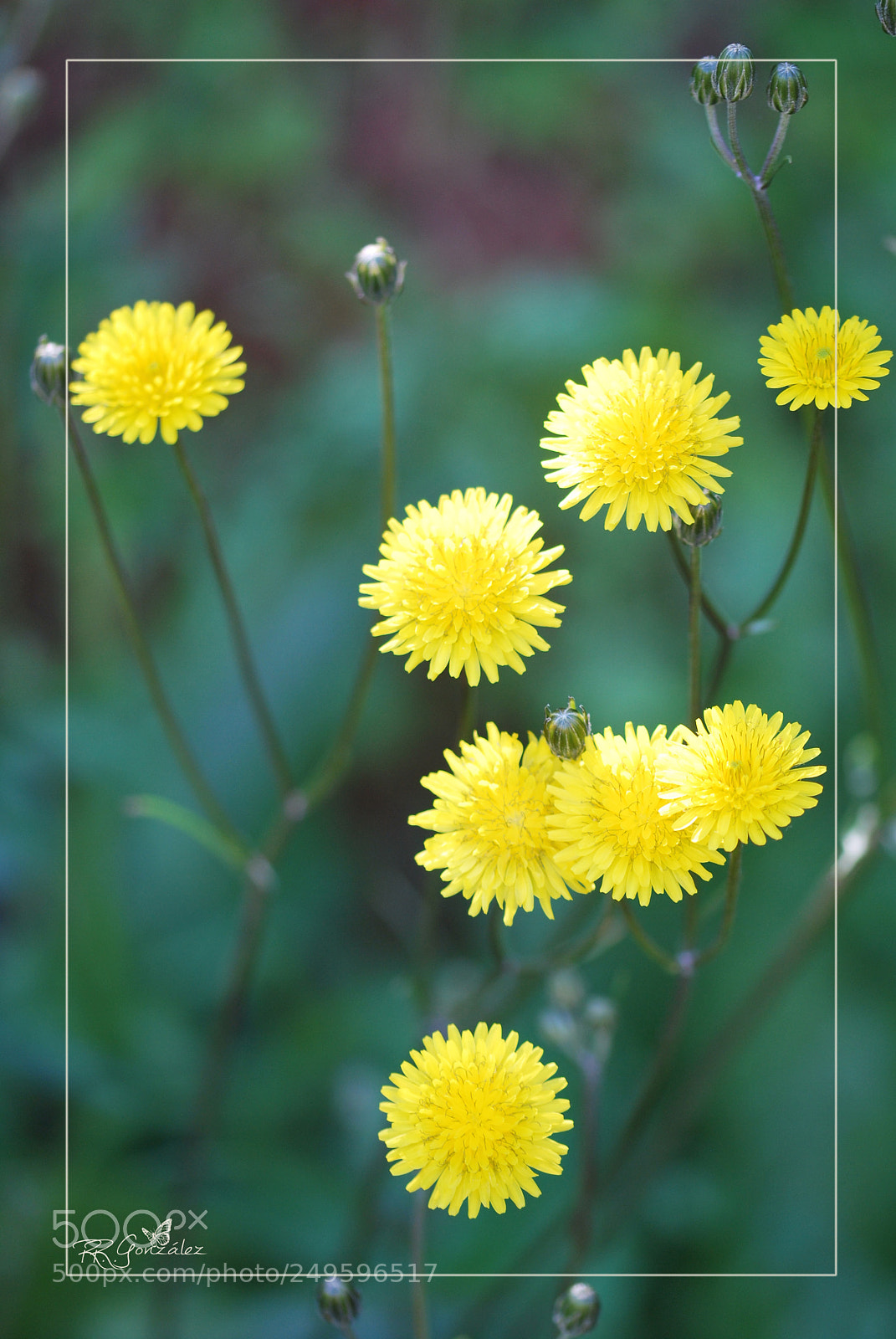 Nikon D60 sample photo. Flores flowers photography