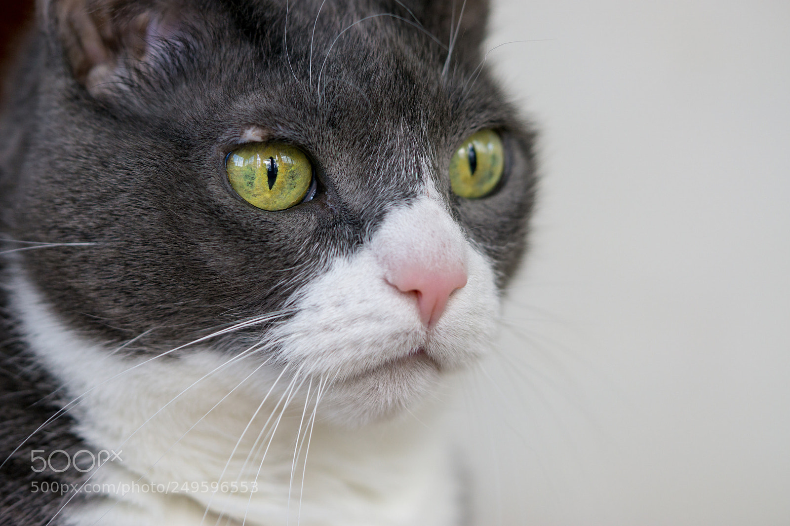 Sony a6000 sample photo. Close up of cat photography