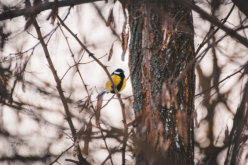 Canon EOS 60D sample photo. Mg photography