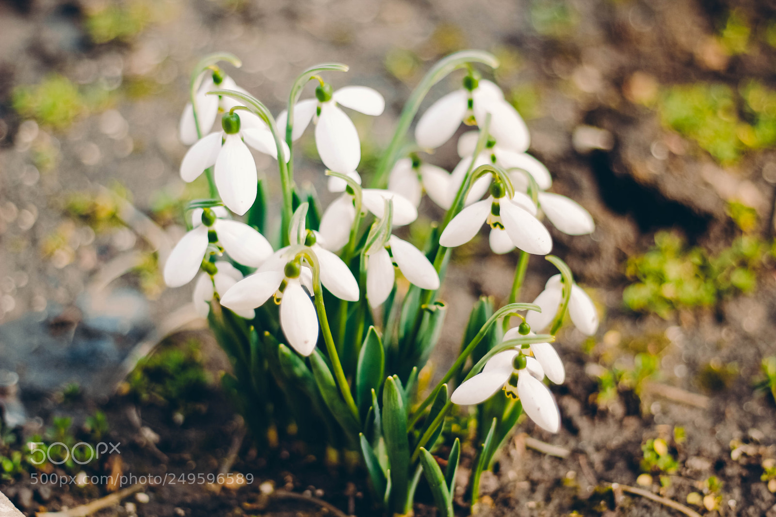 Canon EOS 60D sample photo. Mg photography