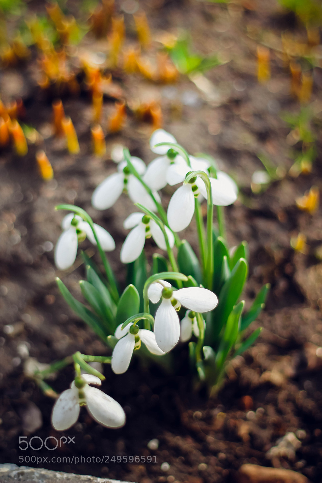 Canon EOS 60D sample photo. Mg photography