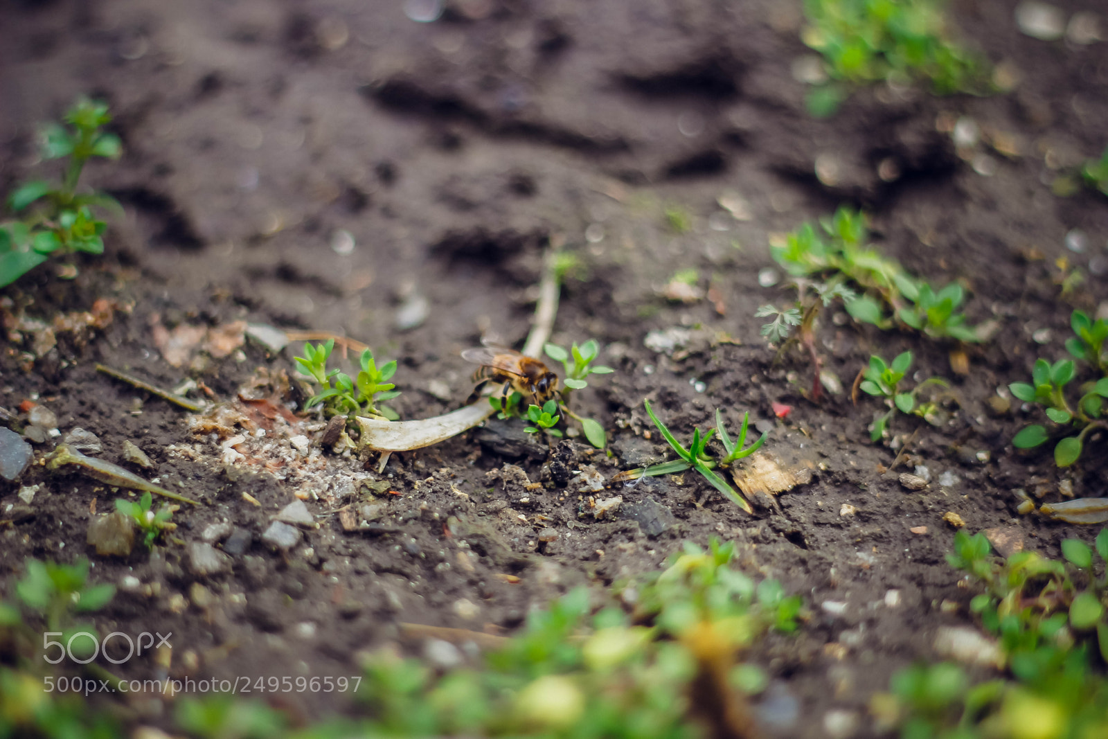 Canon EOS 60D sample photo. Mg photography