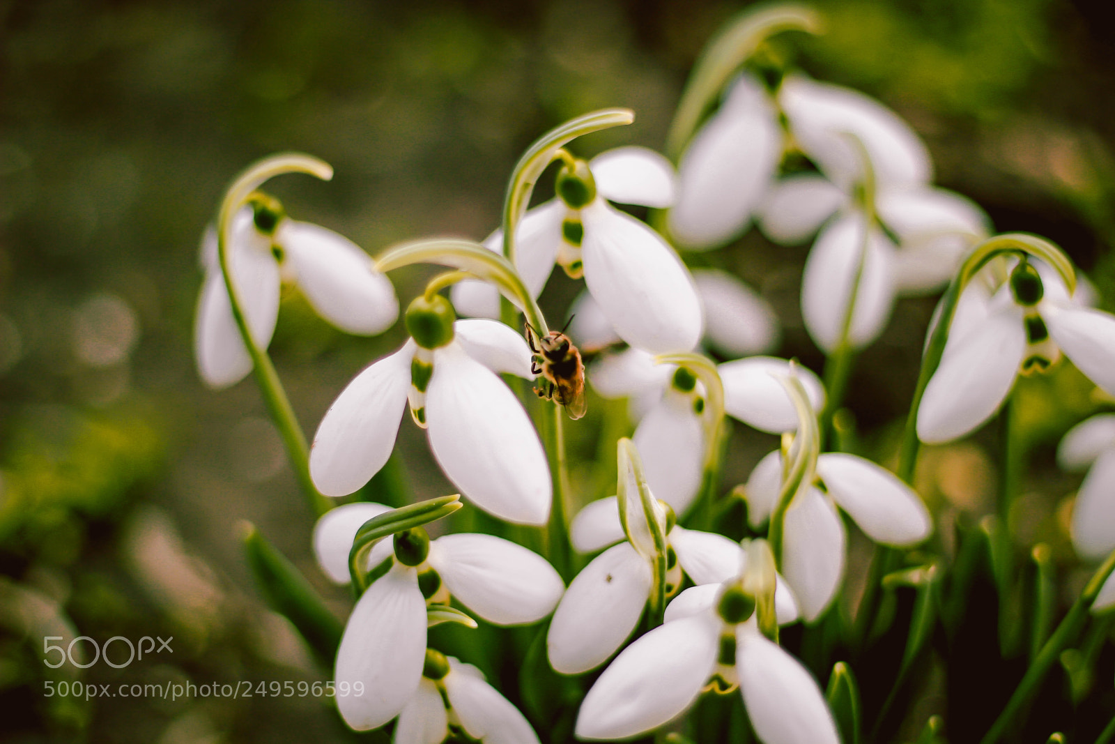 Canon EOS 60D sample photo. Mg photography