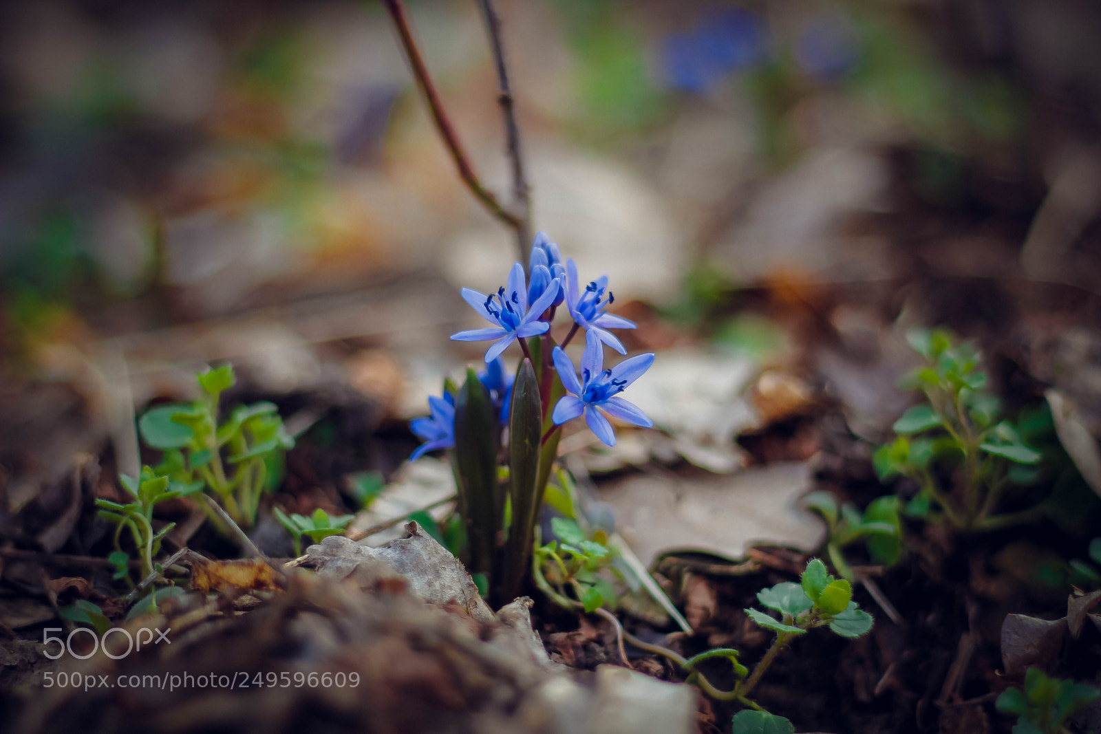 Canon EOS 60D sample photo. Mg photography