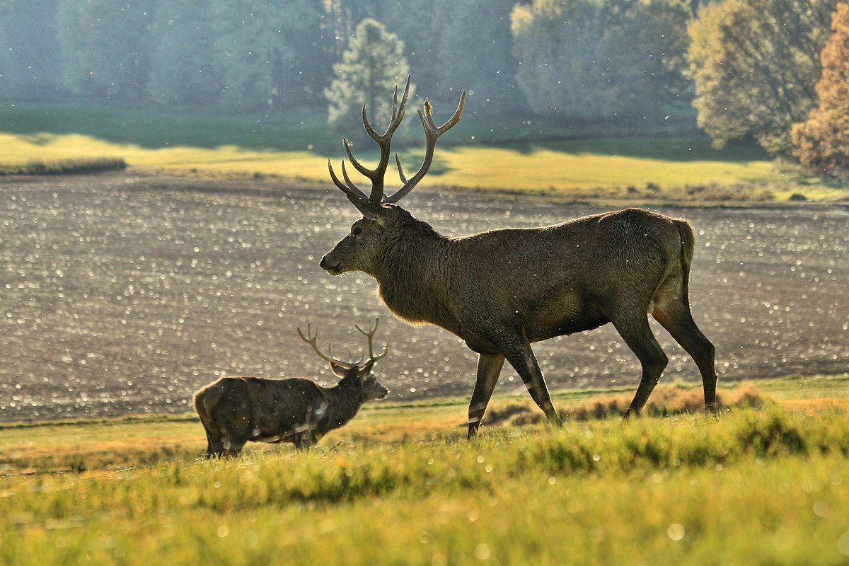 Canon EF 70-300mm F4-5.6 IS USM sample photo. Draw for strength photography