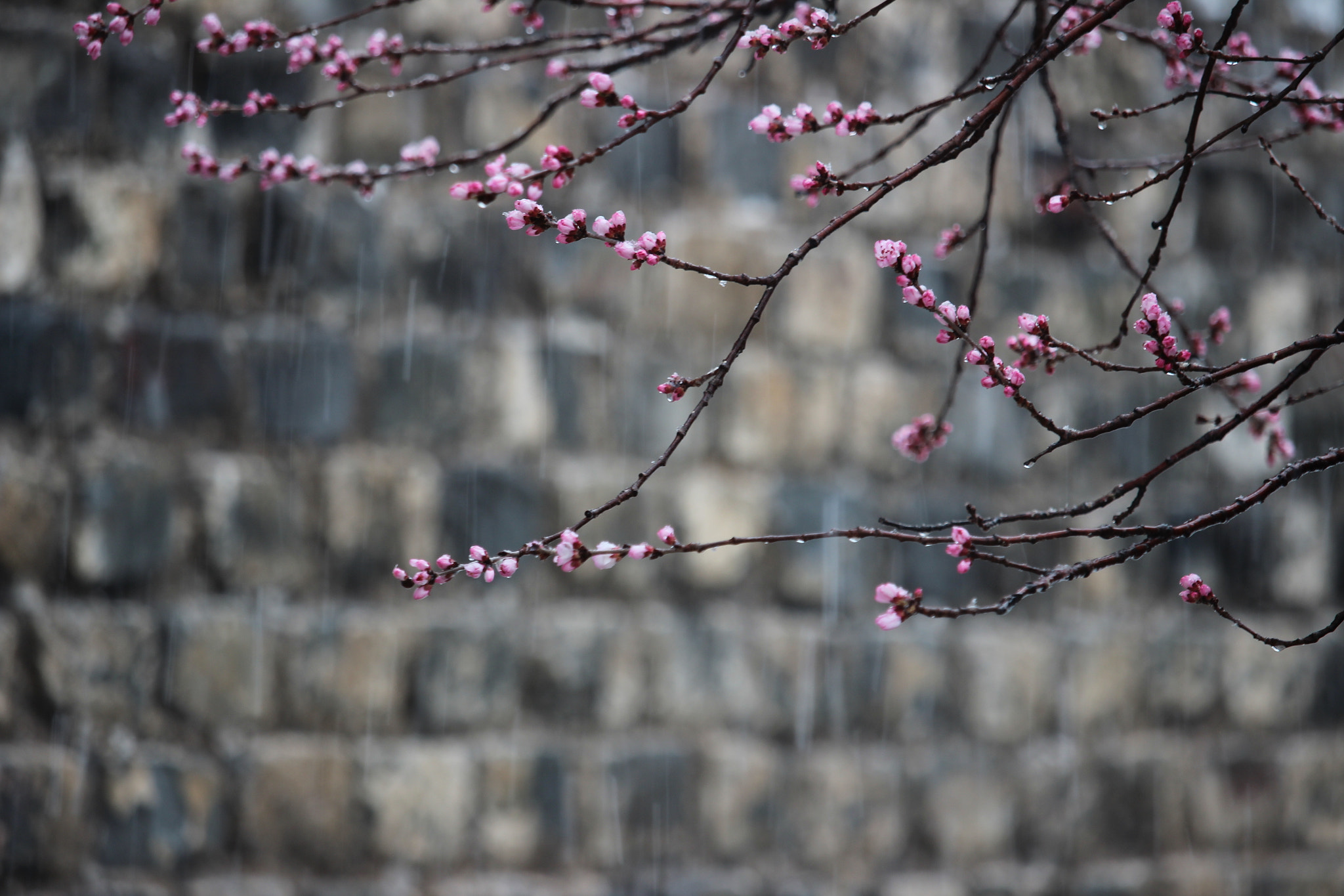 Canon EF-S 55-250mm F4-5.6 IS STM sample photo