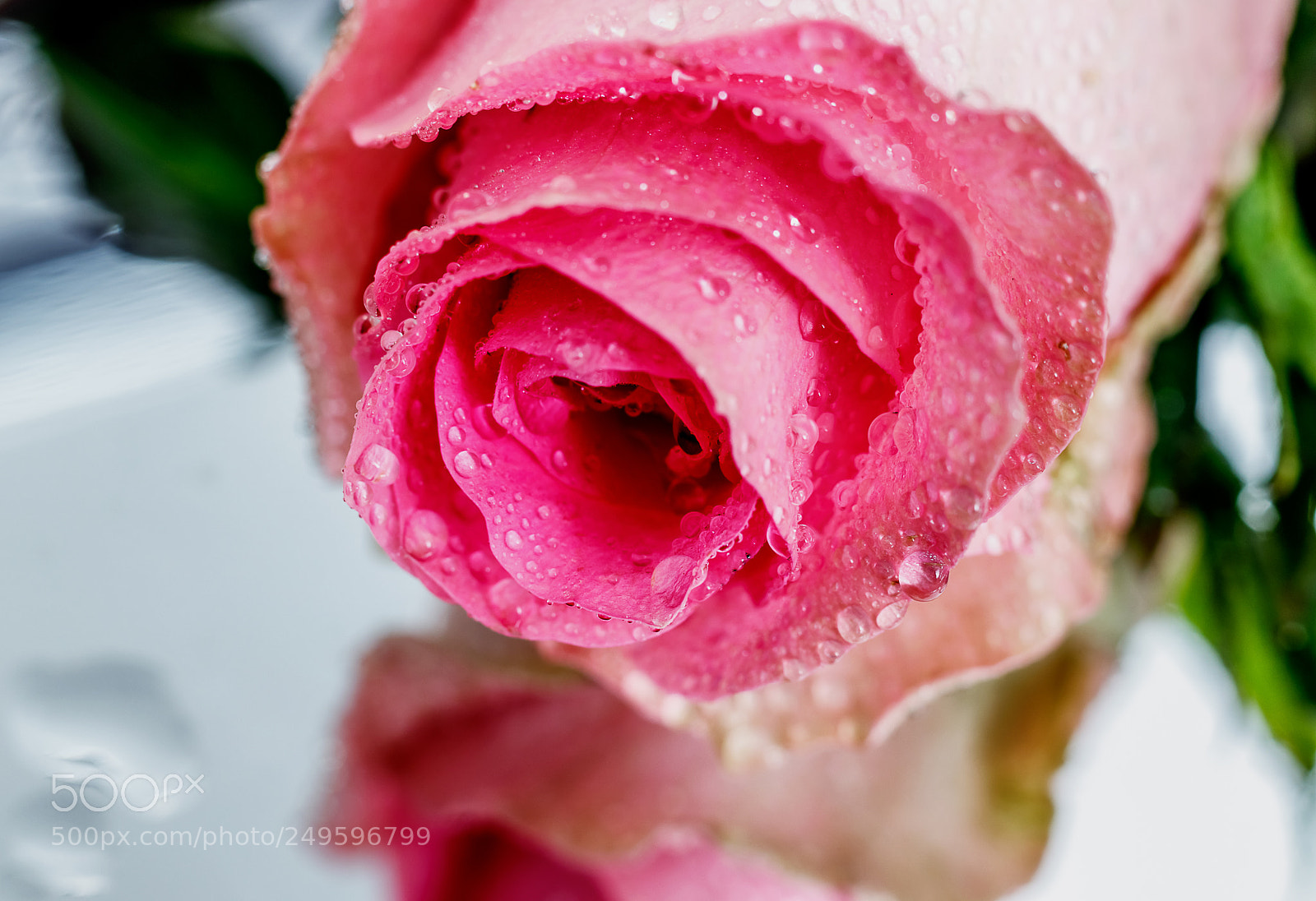 Canon EOS 200D (EOS Rebel SL2 / EOS Kiss X9) sample photo. Rose reflections photography