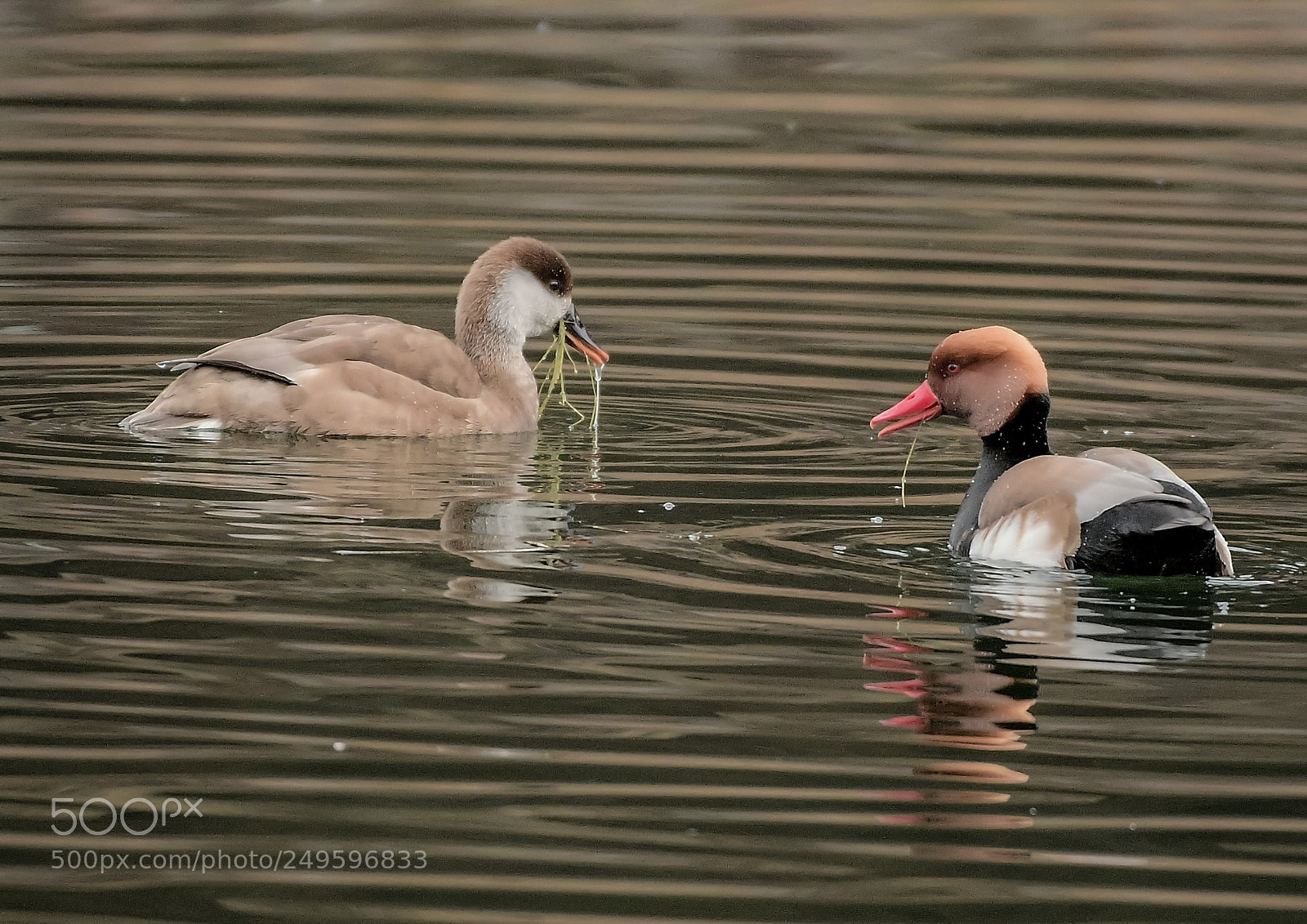 Nikon D500 sample photo. Nettes rousses se nourrissant photography
