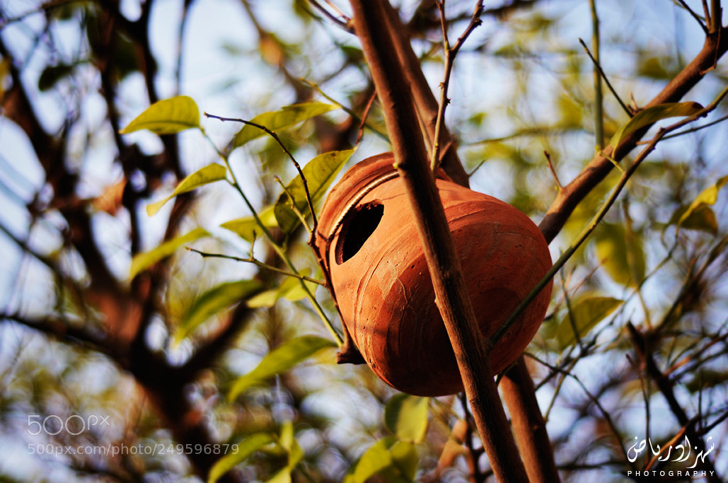 Nikon D300 sample photo. Birds house photography