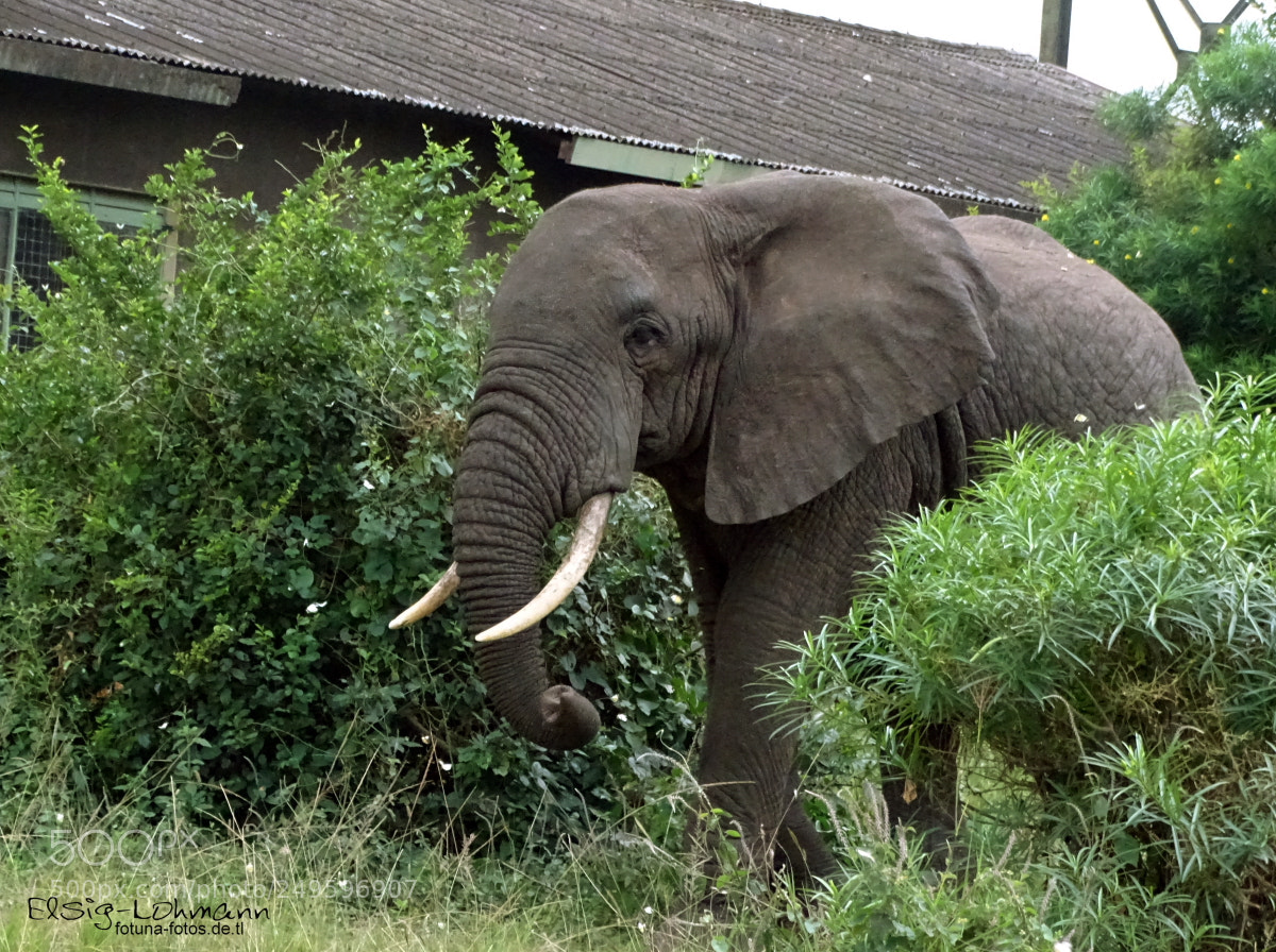 Sony Cyber-shot DSC-HX400V sample photo. Elephant in mweya photography