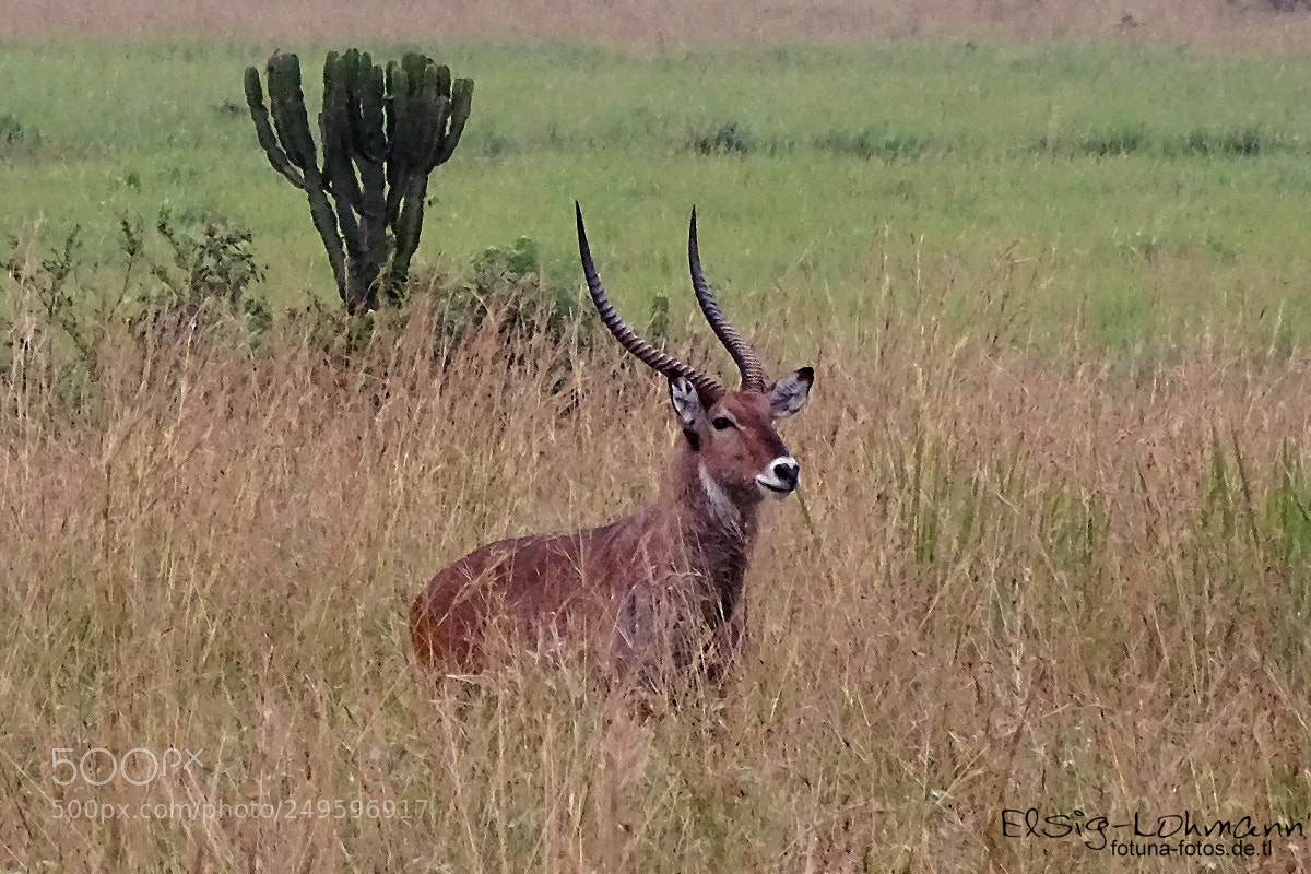 Sony Cyber-shot DSC-HX400V sample photo. Waterbuck photography