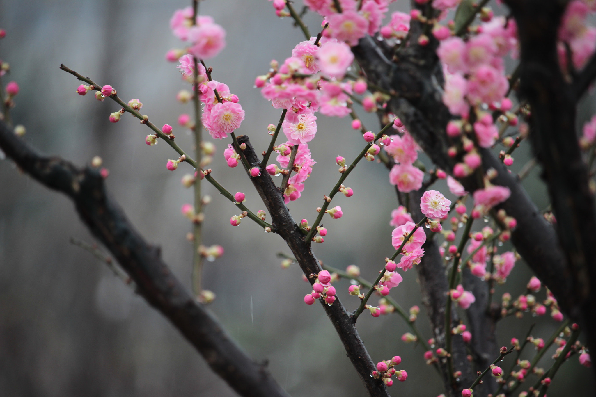 Canon EF-S 55-250mm F4-5.6 IS STM sample photo