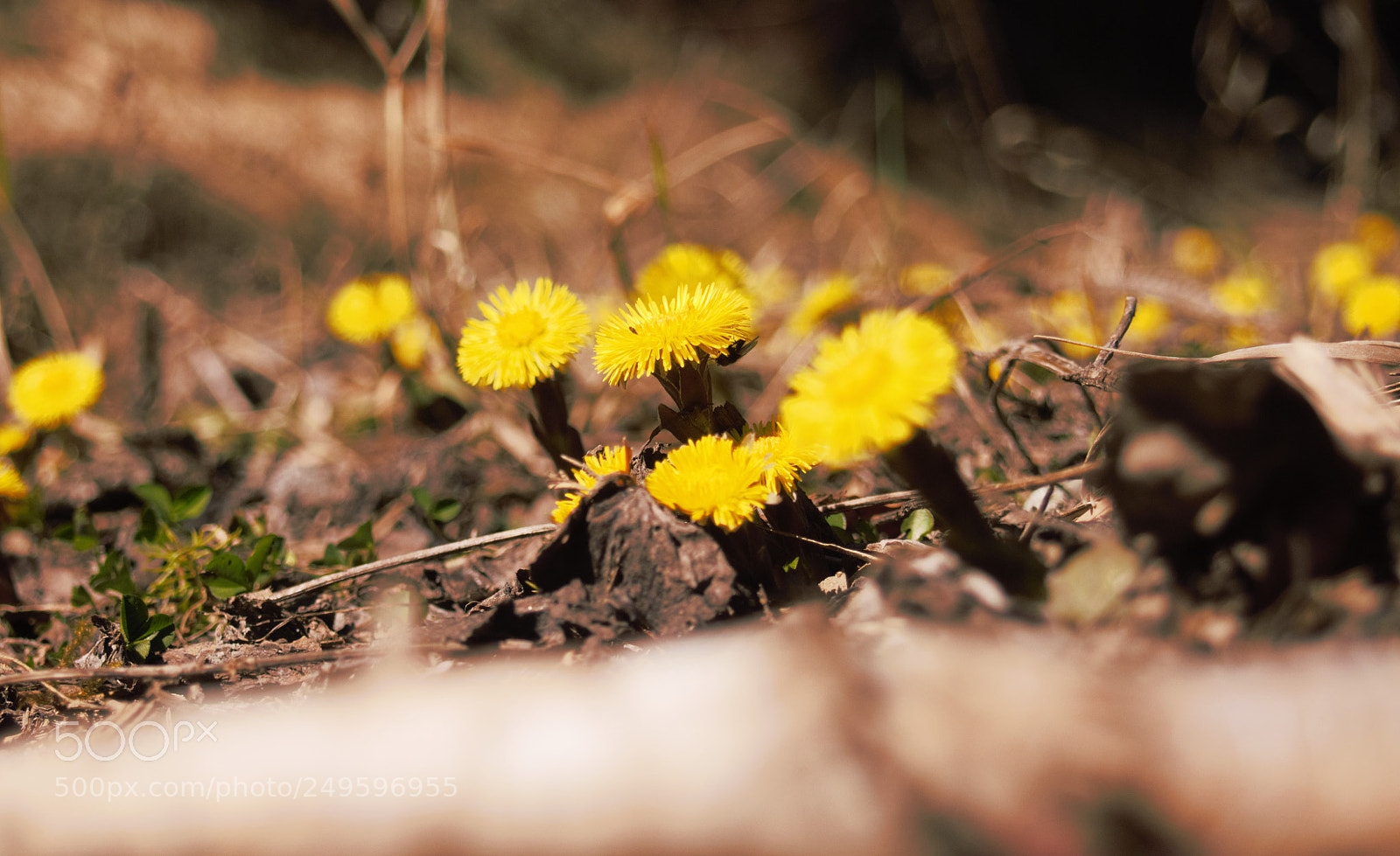 Olympus PEN E-PL5 sample photo. Springtime photography