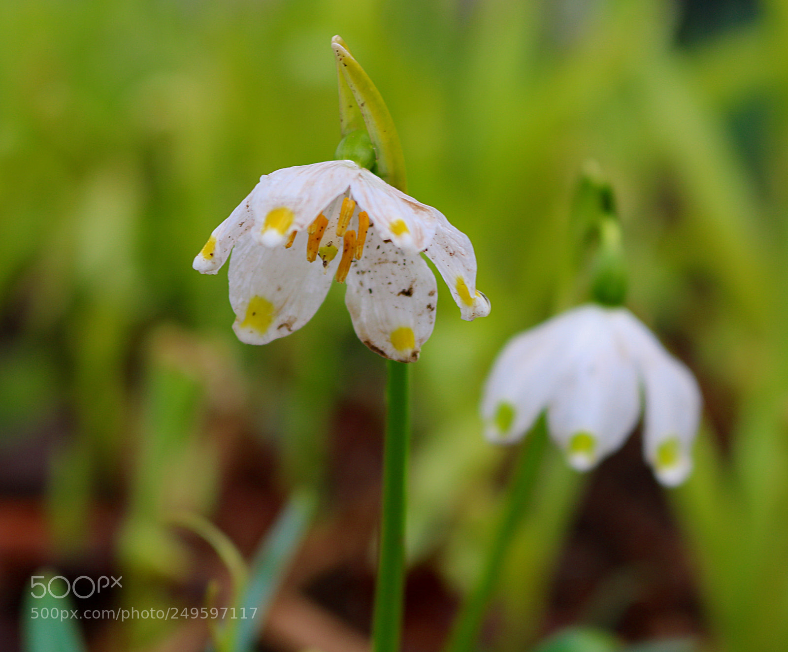 Canon EOS 750D (EOS Rebel T6i / EOS Kiss X8i) sample photo. Leucojum vernum photography