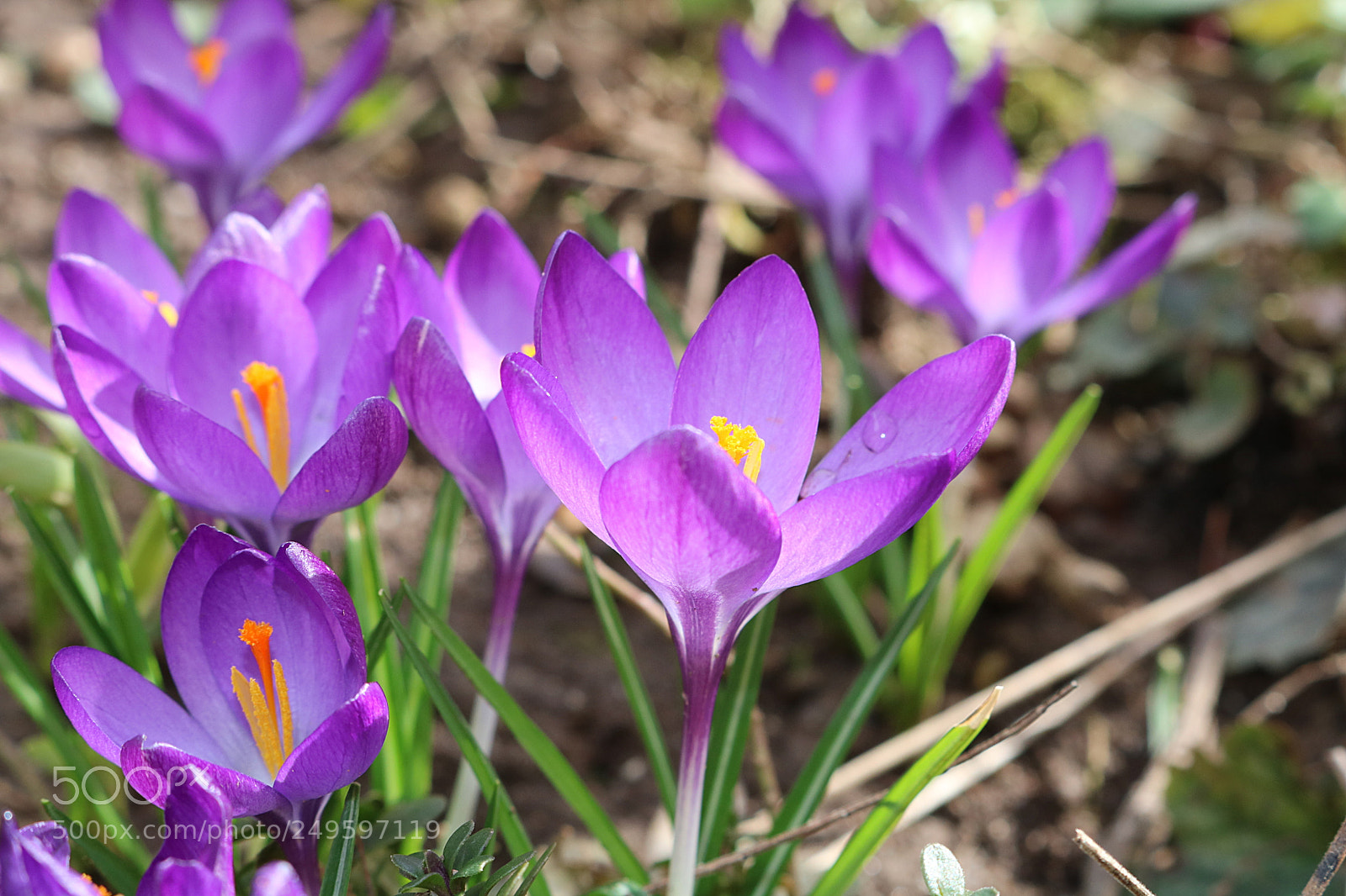 Canon EOS 750D (EOS Rebel T6i / EOS Kiss X8i) sample photo. Crocus photography